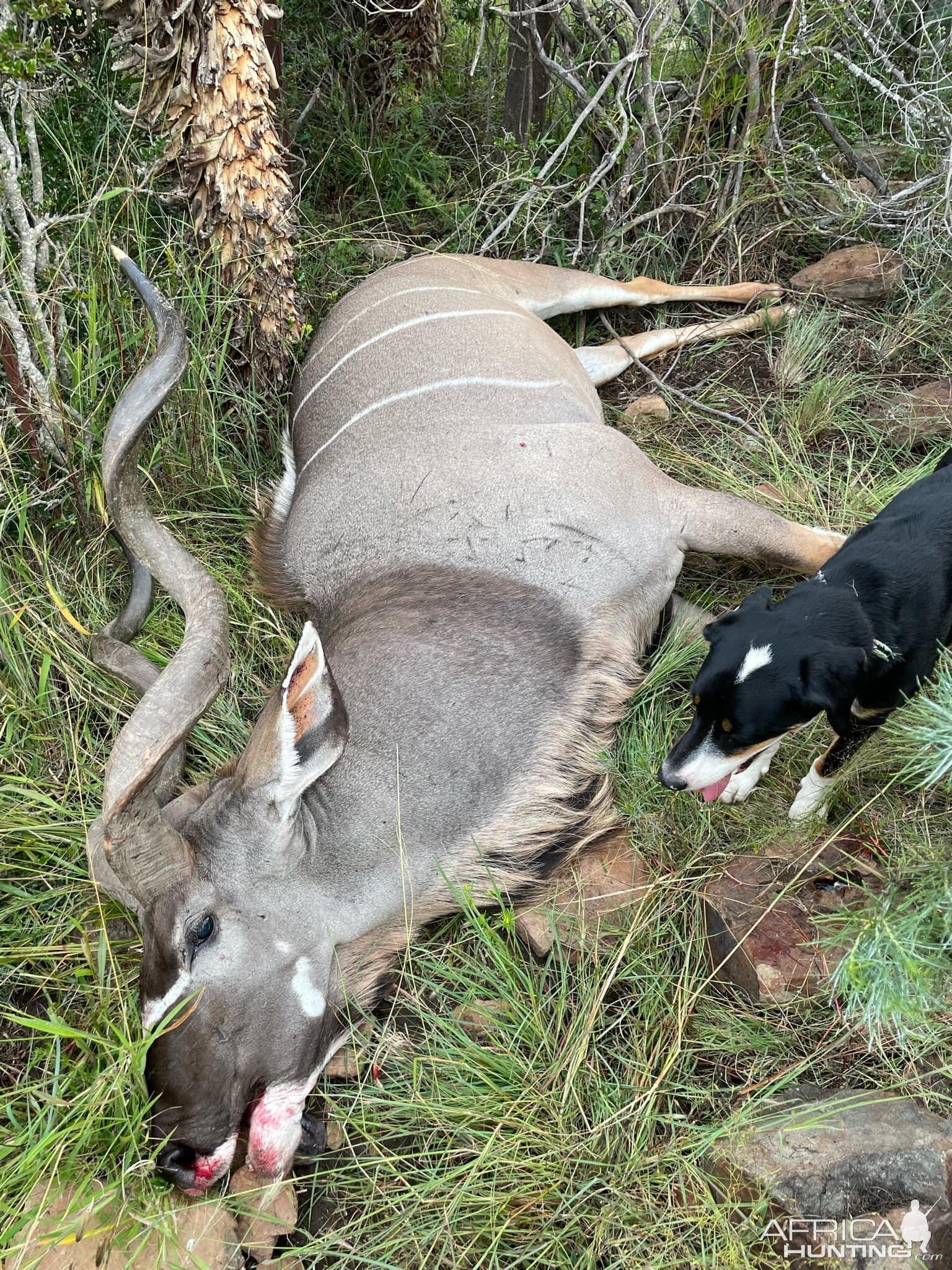 Kudu Hunting Eastern Cape South Africa