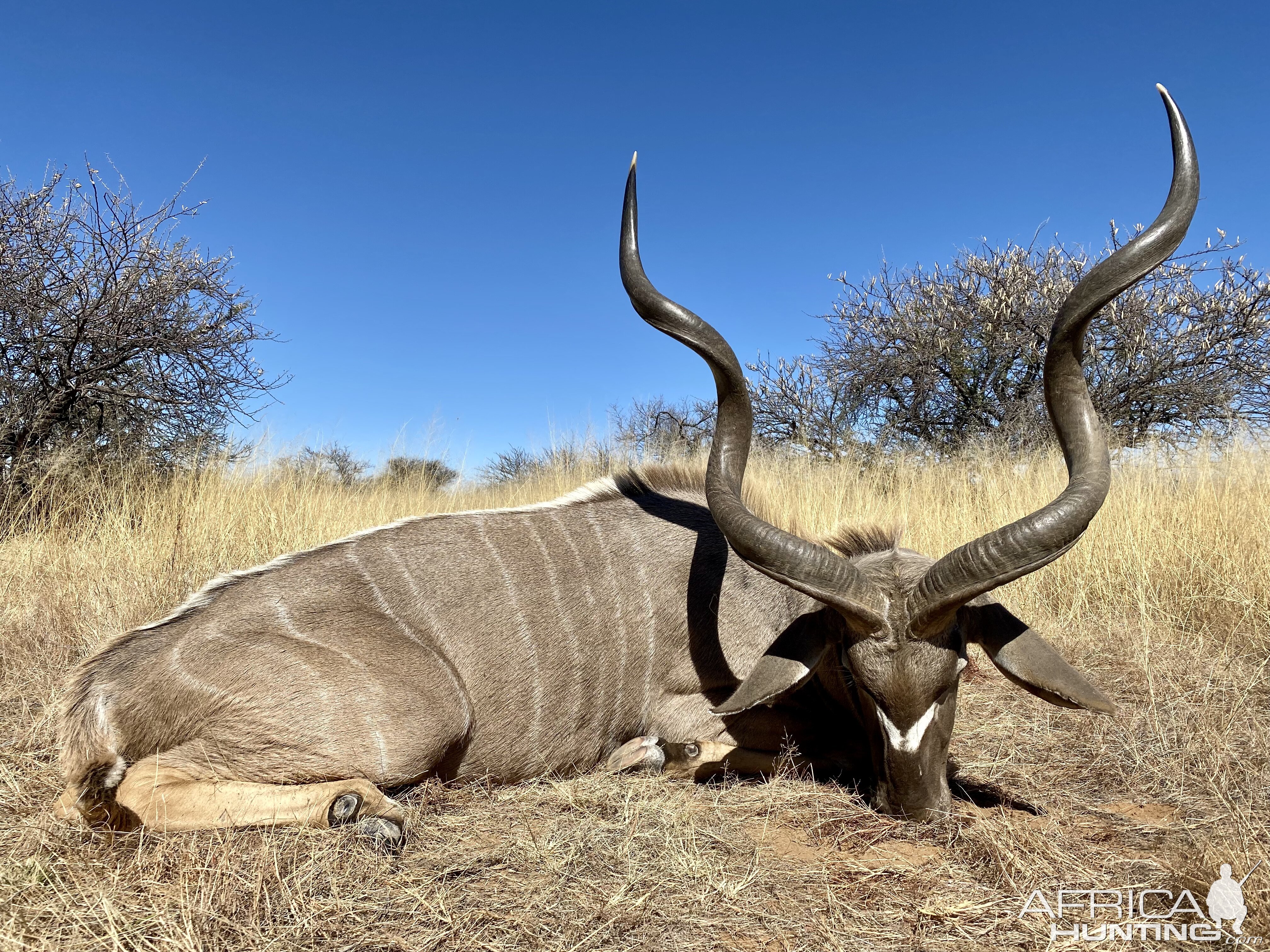 Kudu hunting in Namibia with Zana Botes Safari