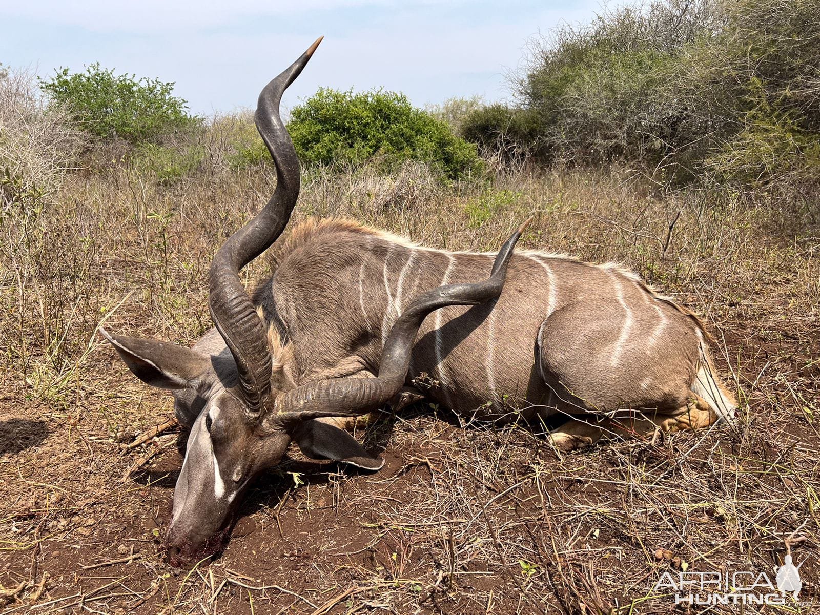 Kudu Hunting KwaZulu-Natal South Africa