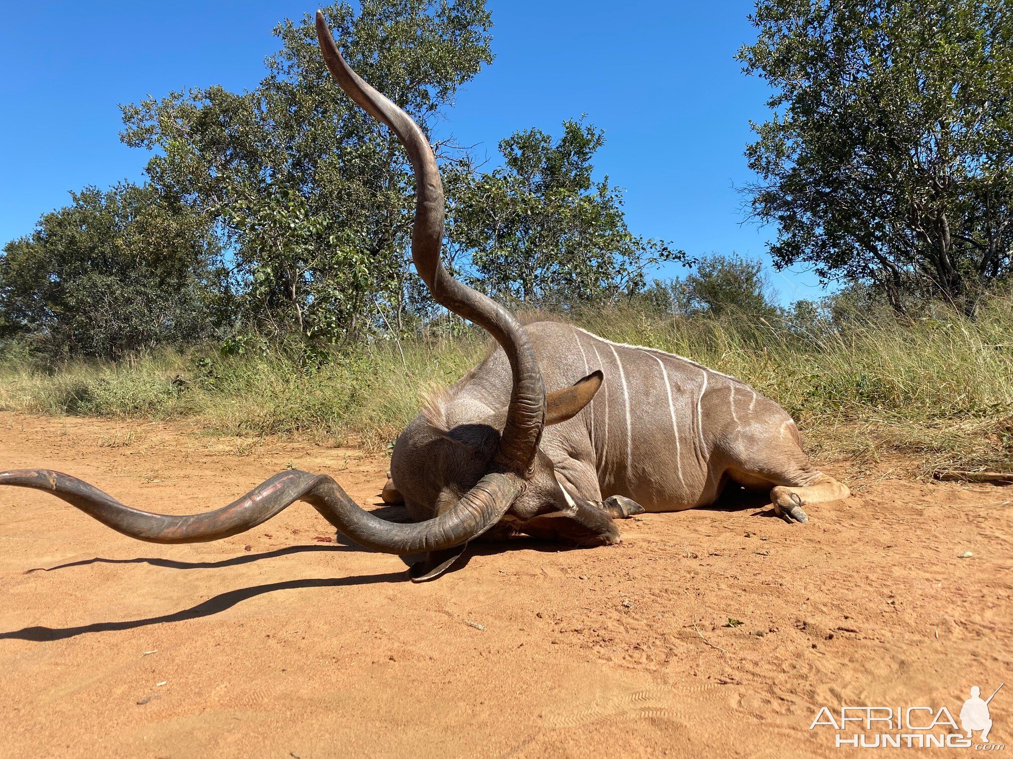 Kudu Hunting South Africa