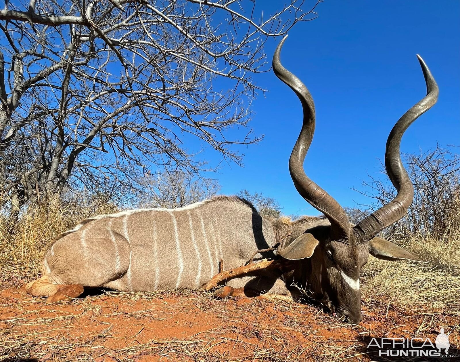 Kudu Hunting South Africa | AfricaHunting.com