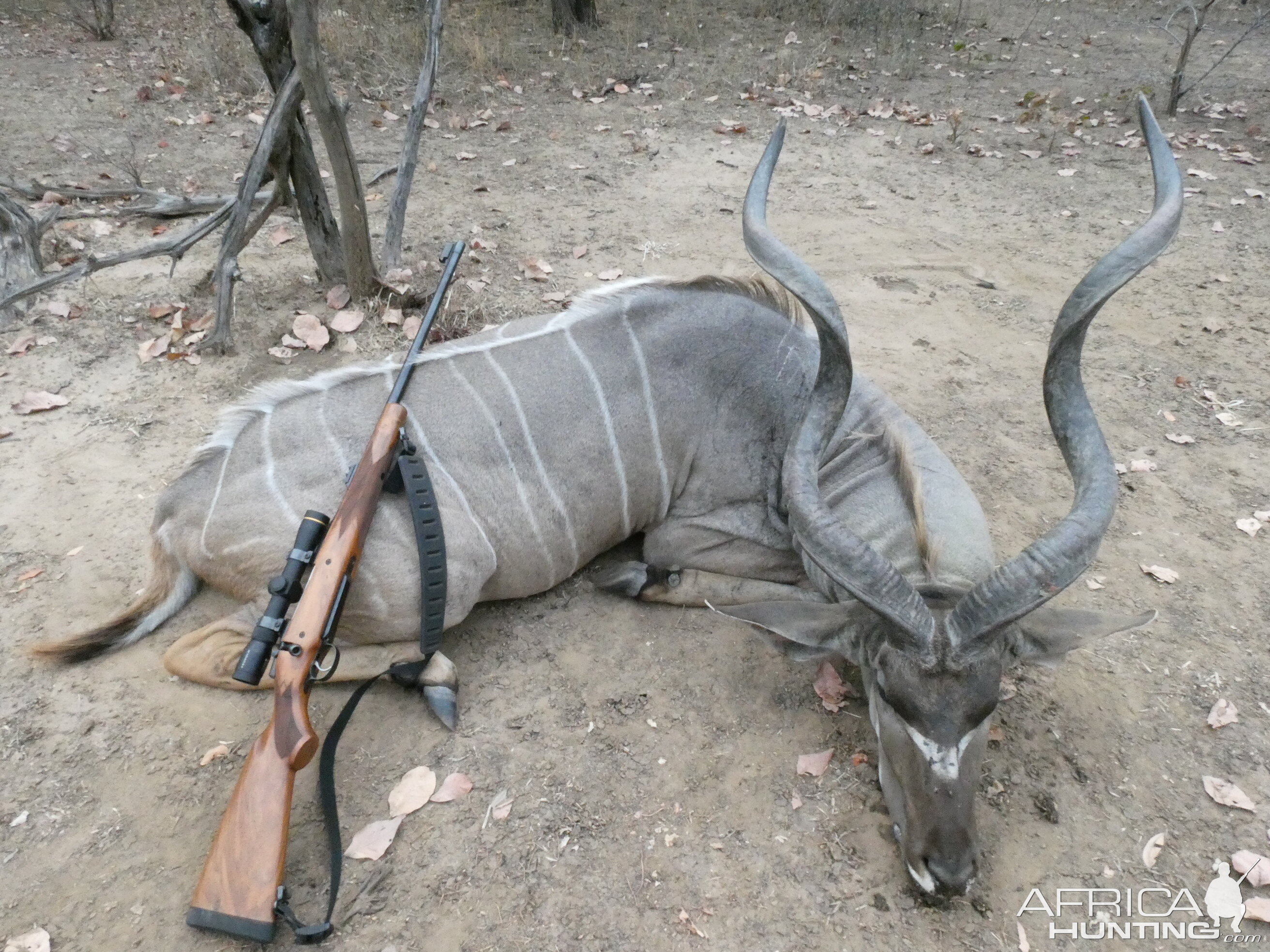 Kudu Hunting Zambia