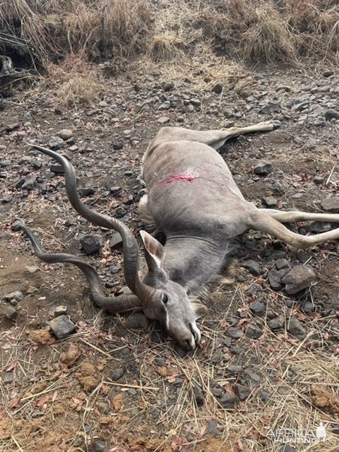 Kudu Hunting Zimbabwe