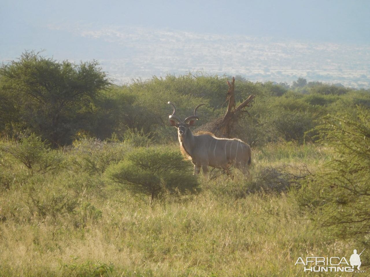 Kudu in South Africa