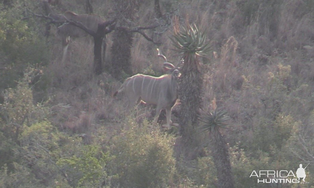 Kudu in South Africa