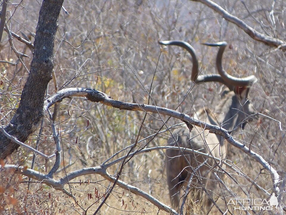 Kudu in South Africa