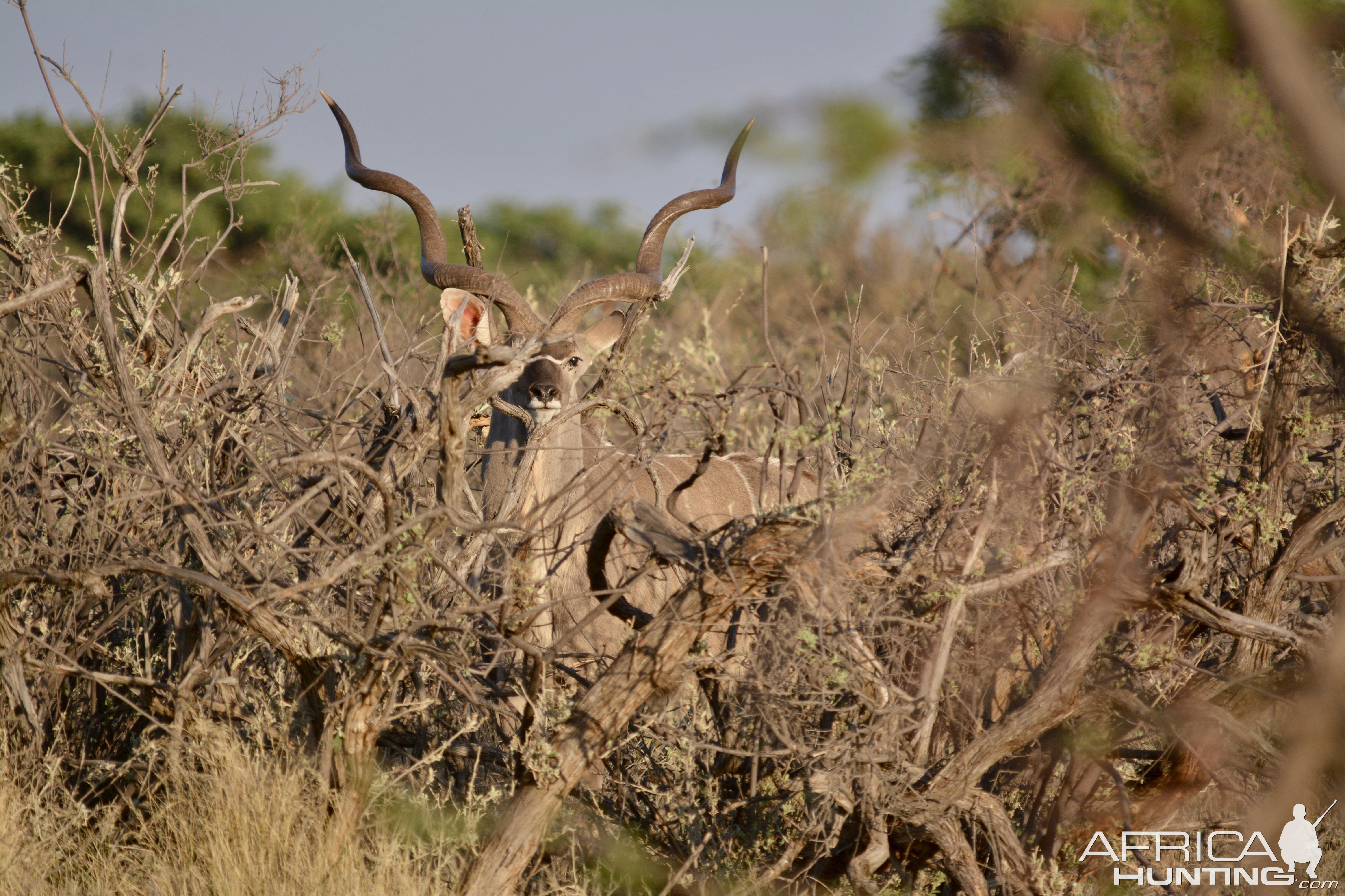 Kudu Kalahari South Africa