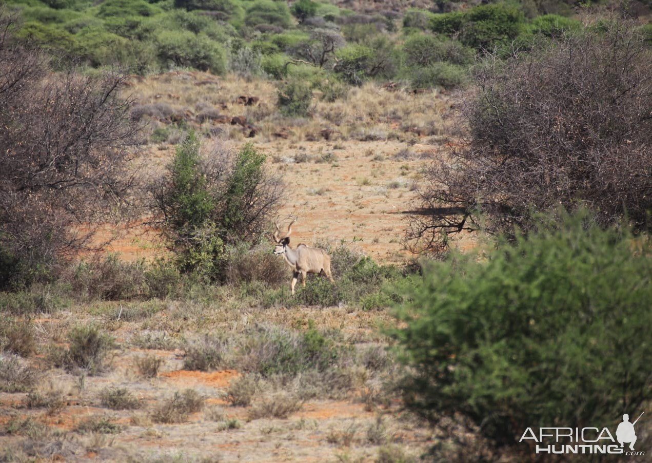 Kudu Limpopo South Africa