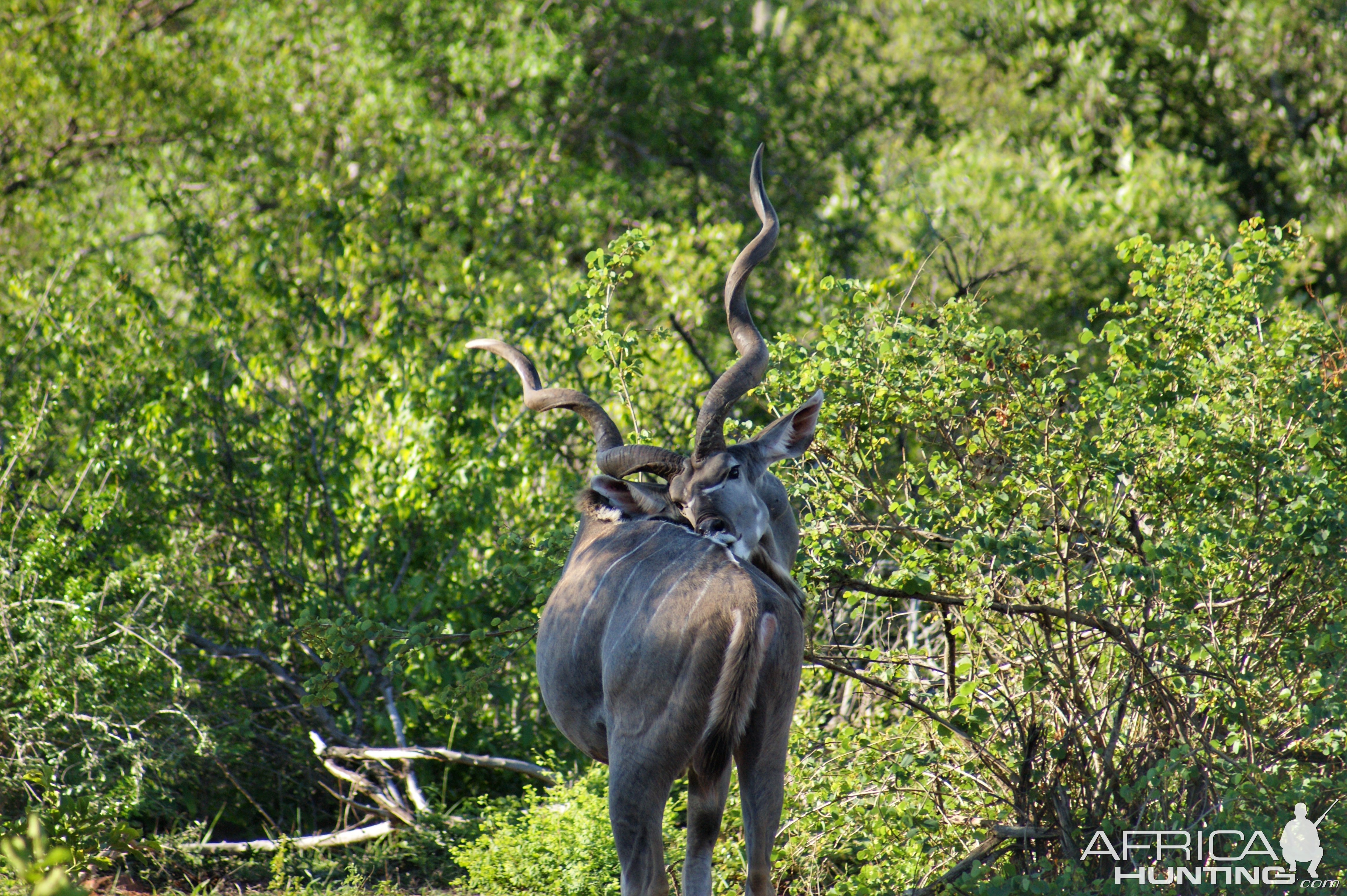 Kudu Makuya Game Park Greater Kruger South Africa