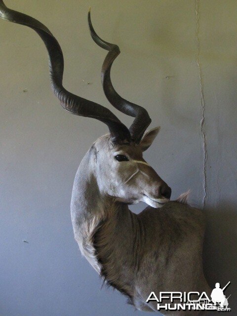Kudu Mount