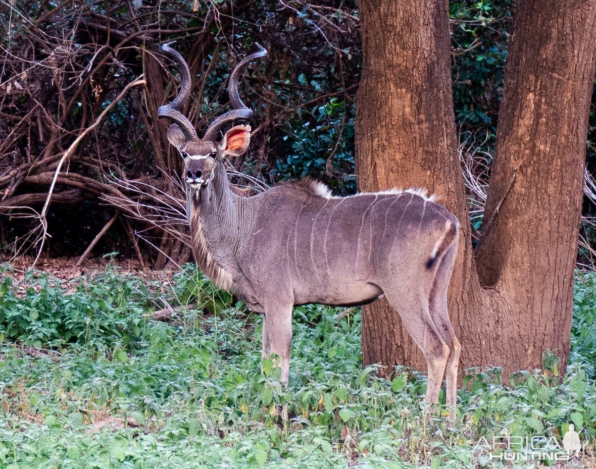 Kudu Mozambique