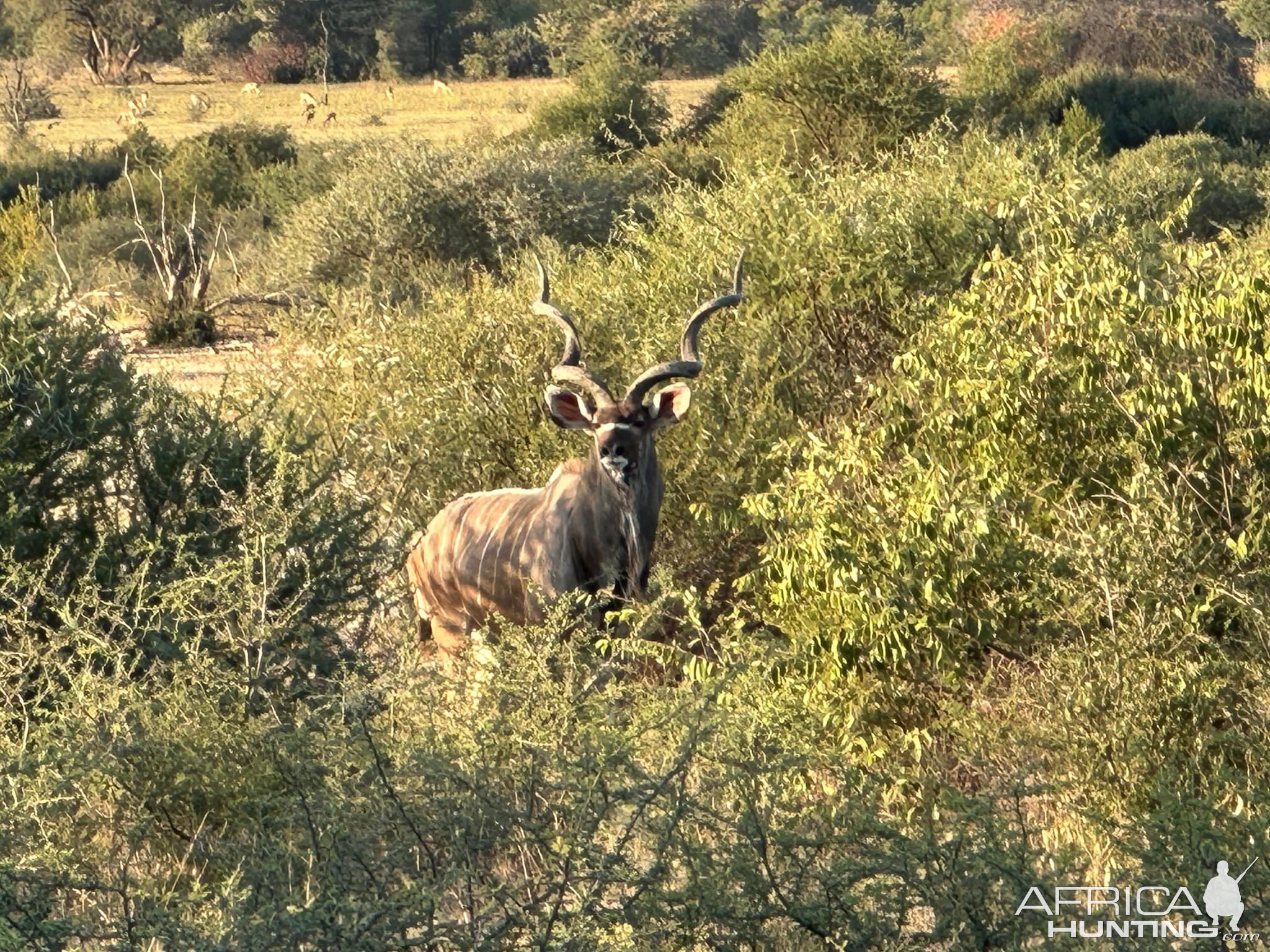 Kudu  Mozambique