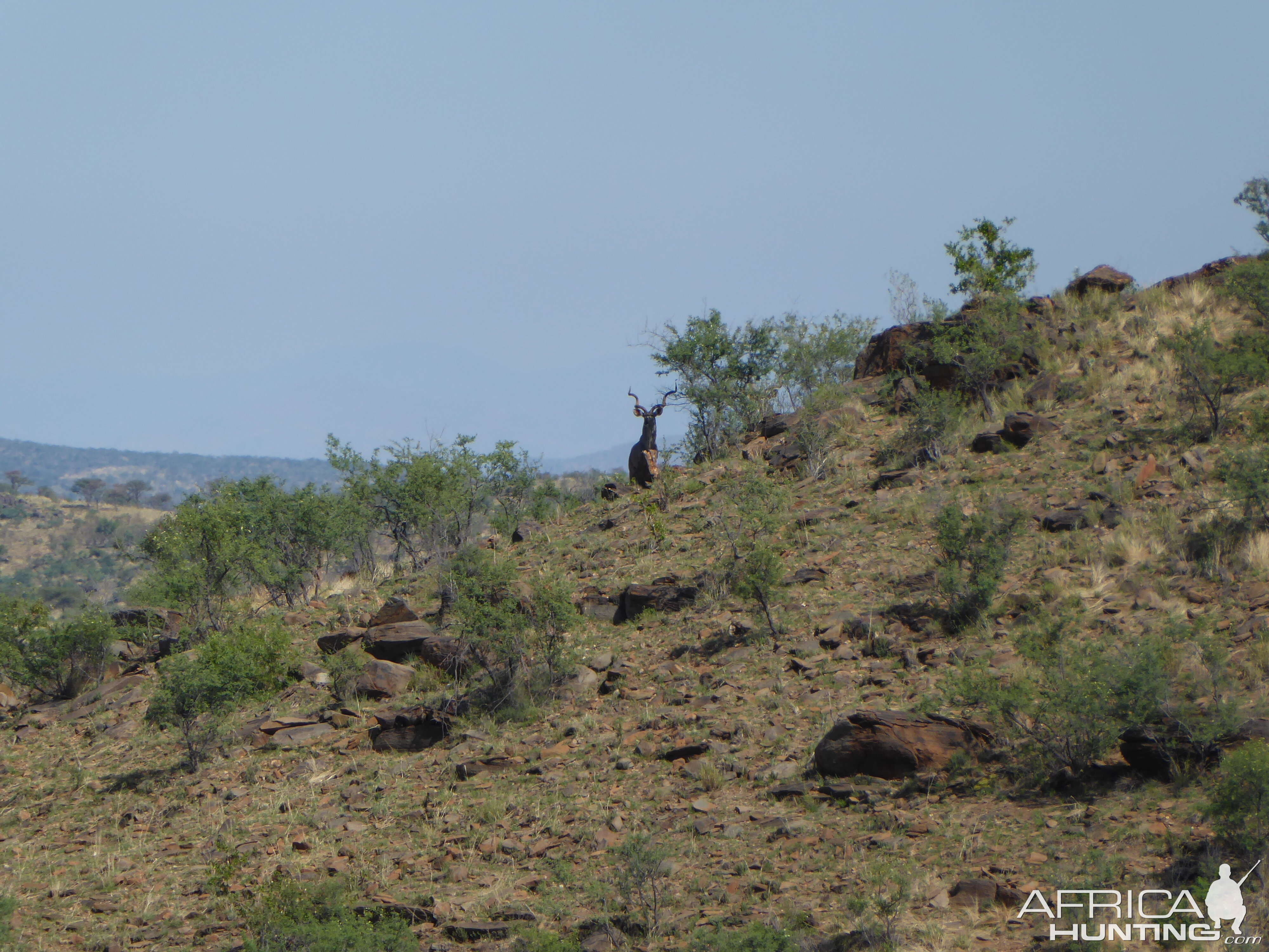 Kudu Namibia Hunting