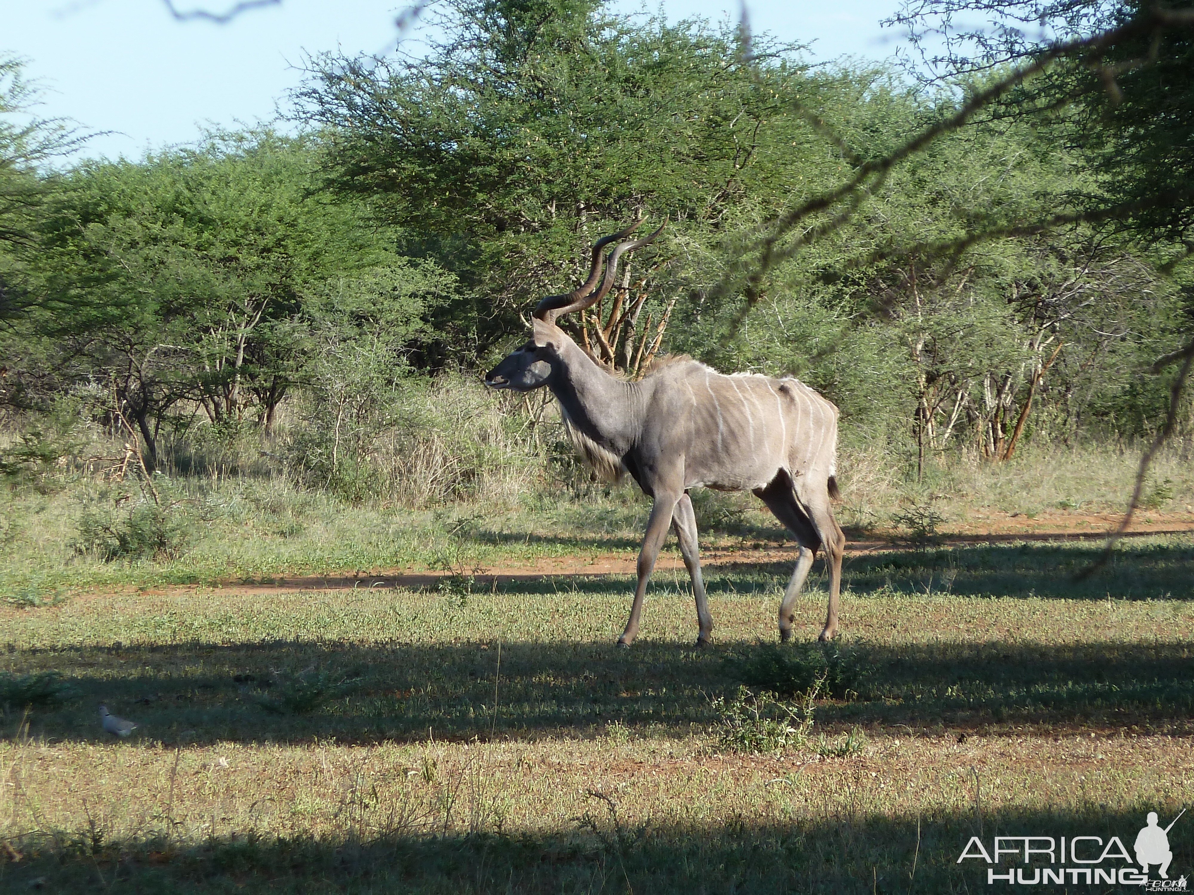 Kudu Namibia