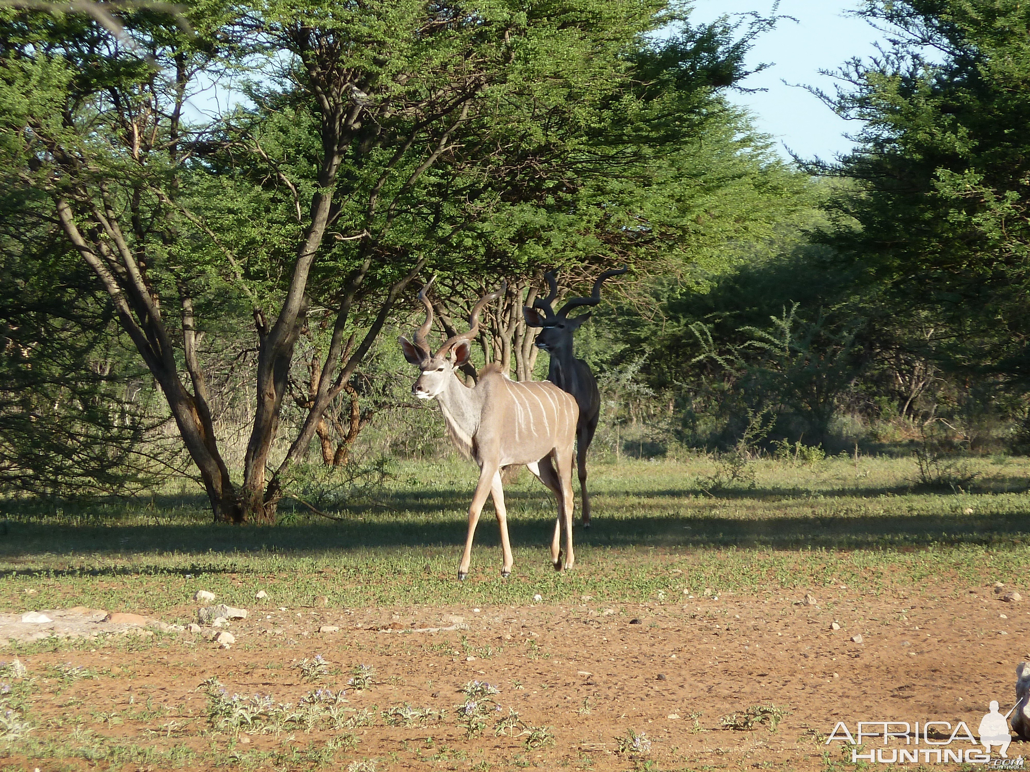 Kudu Namibia