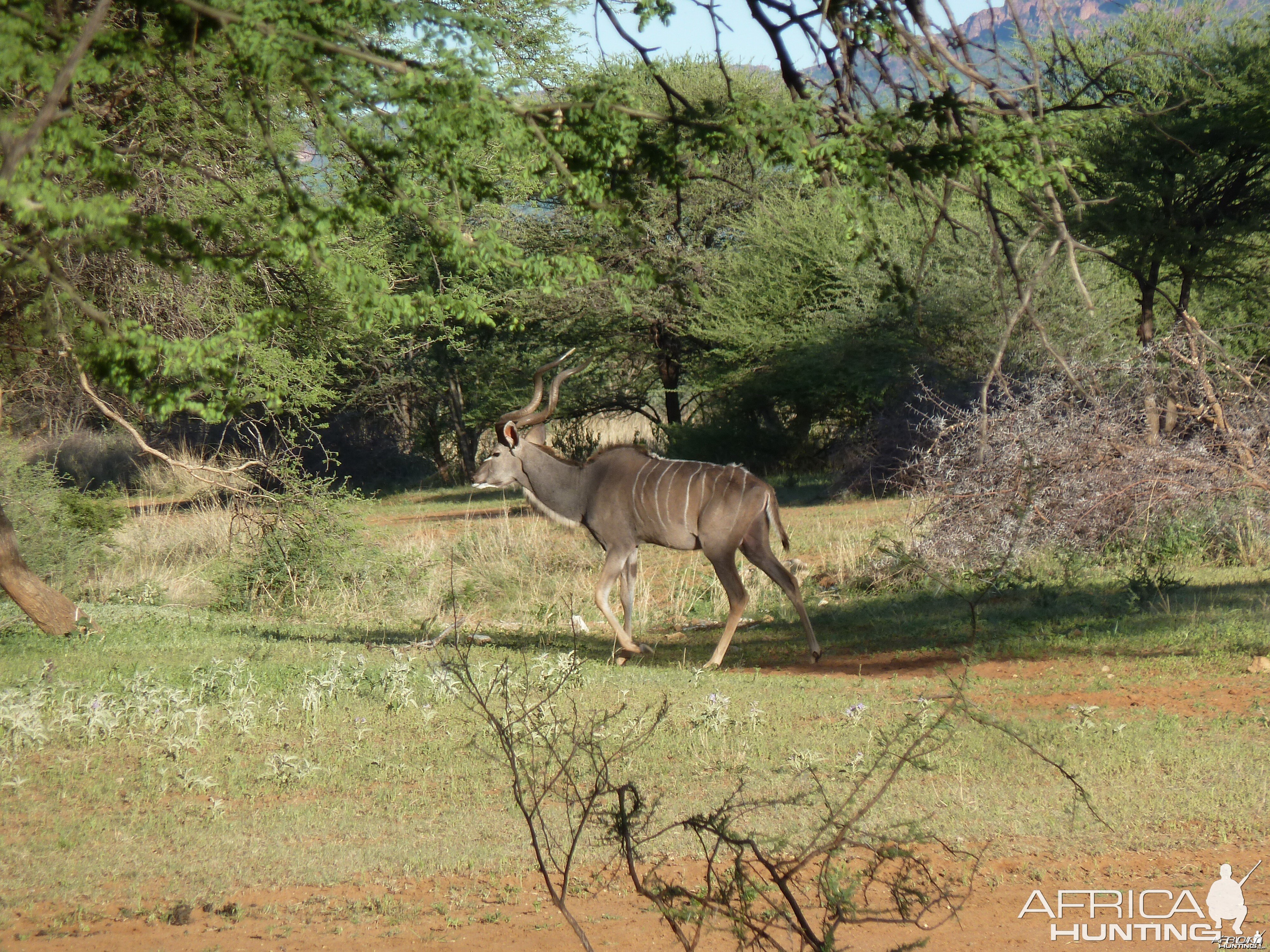 Kudu Namibia