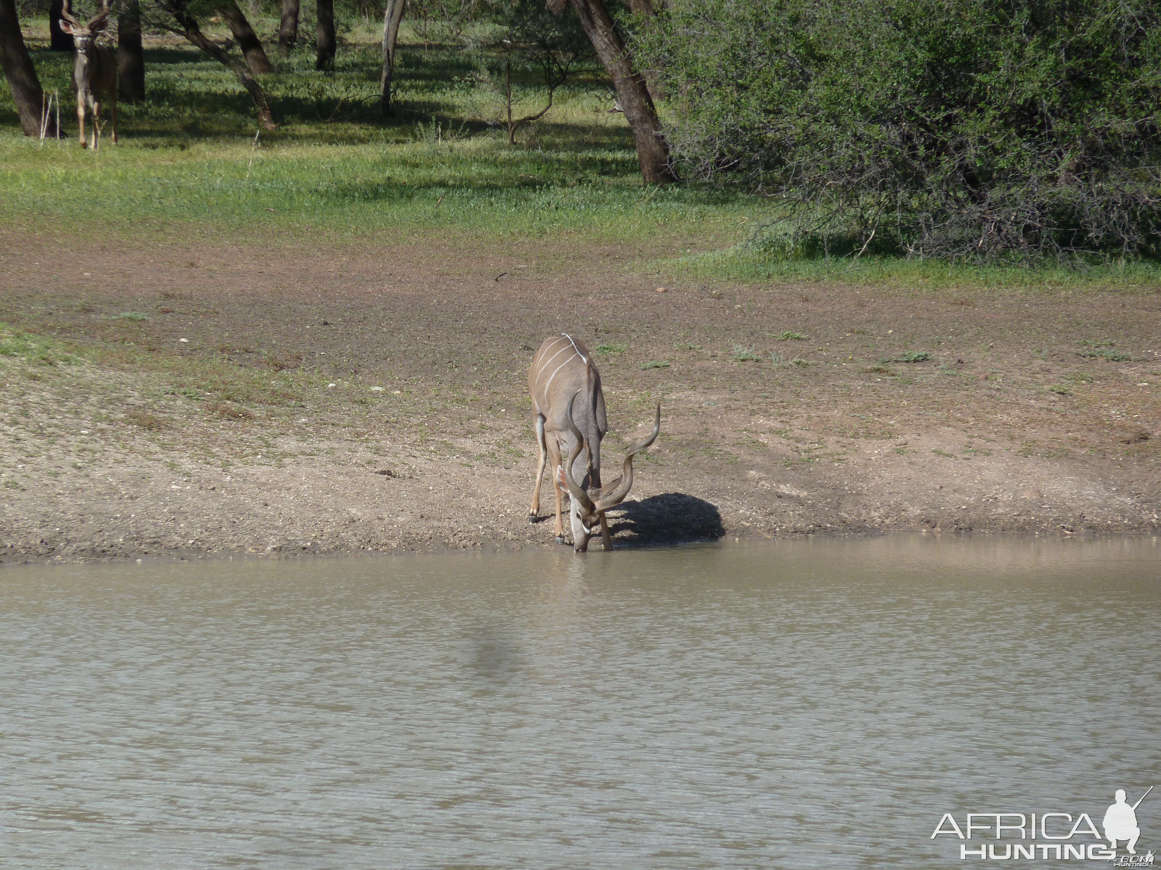 Kudu Namibia