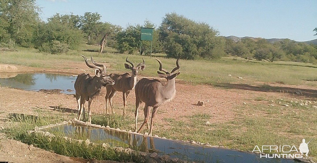 Kudu Namibia