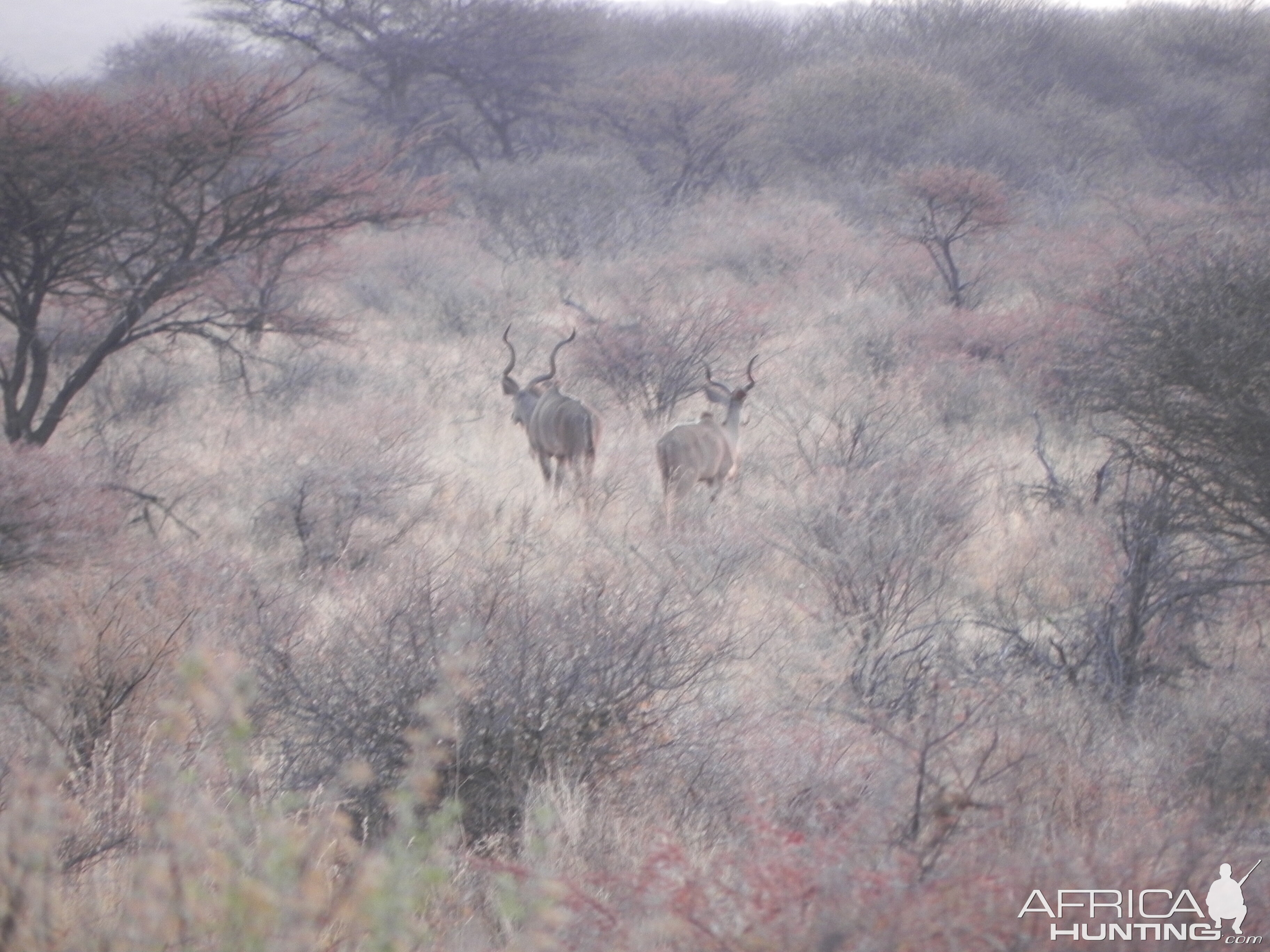 Kudu Namibia