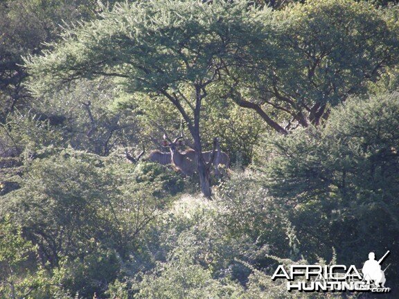 Kudu Namibia