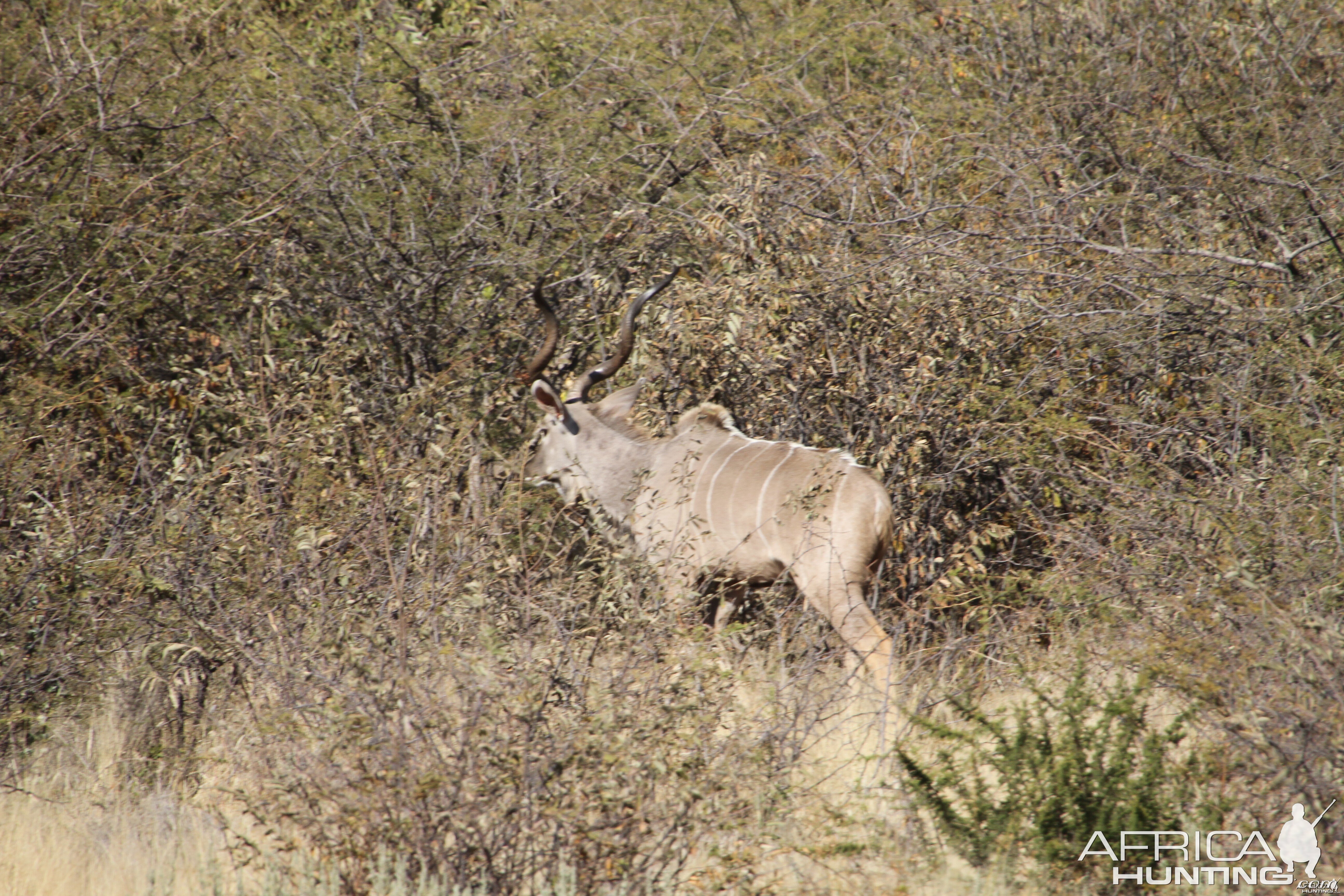 Kudu Namibia