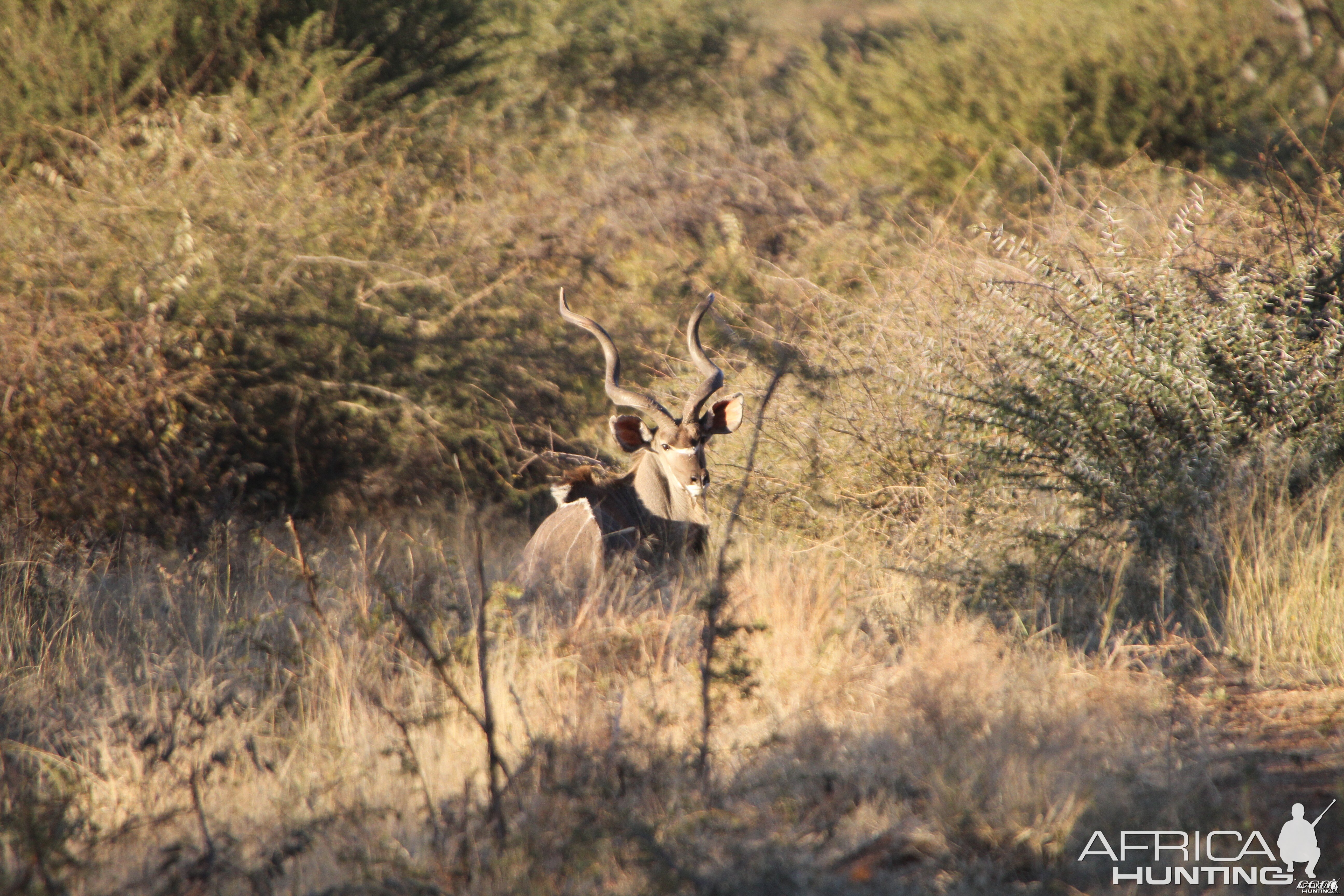 Kudu Namibia