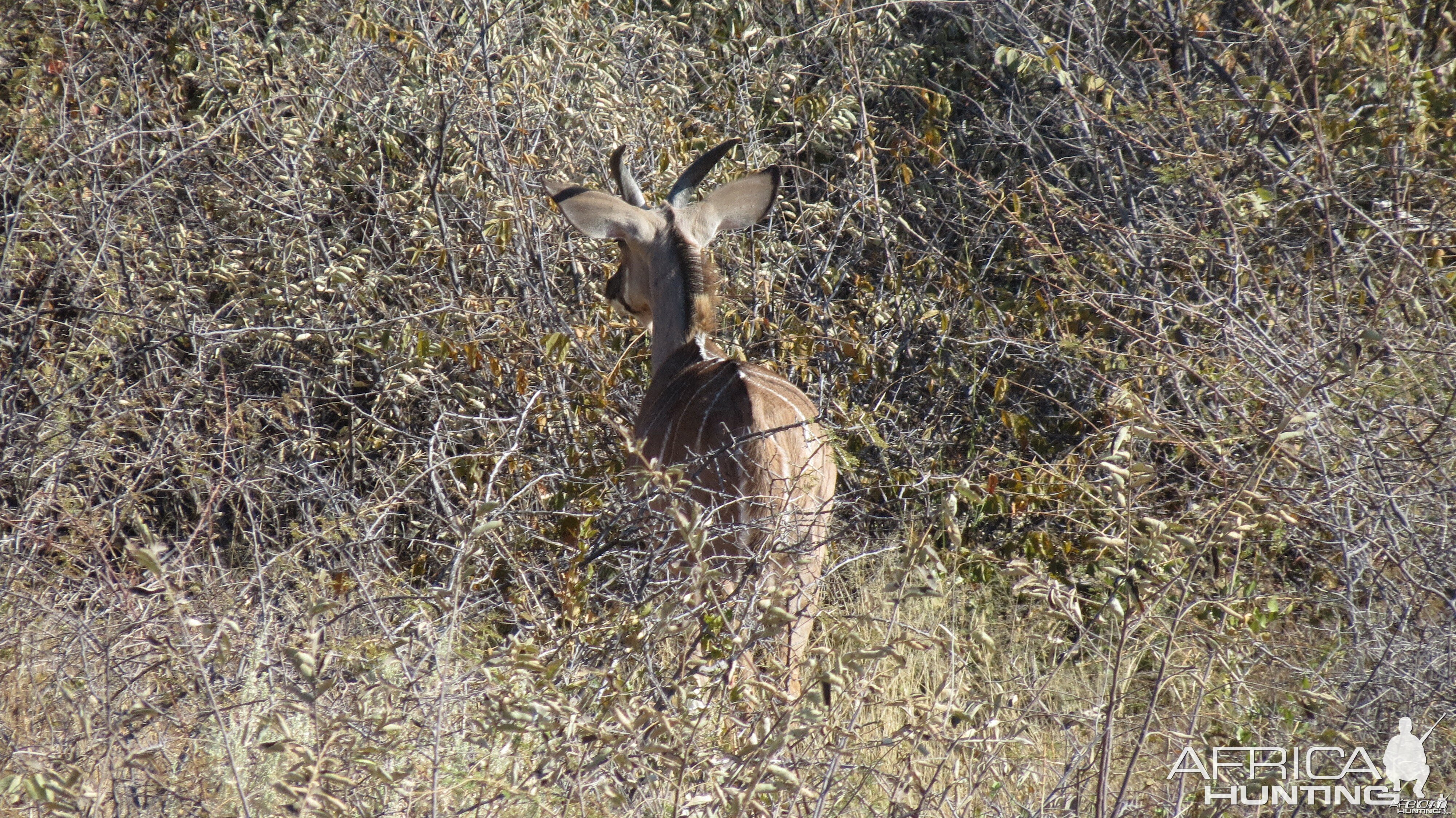 Kudu Namibia