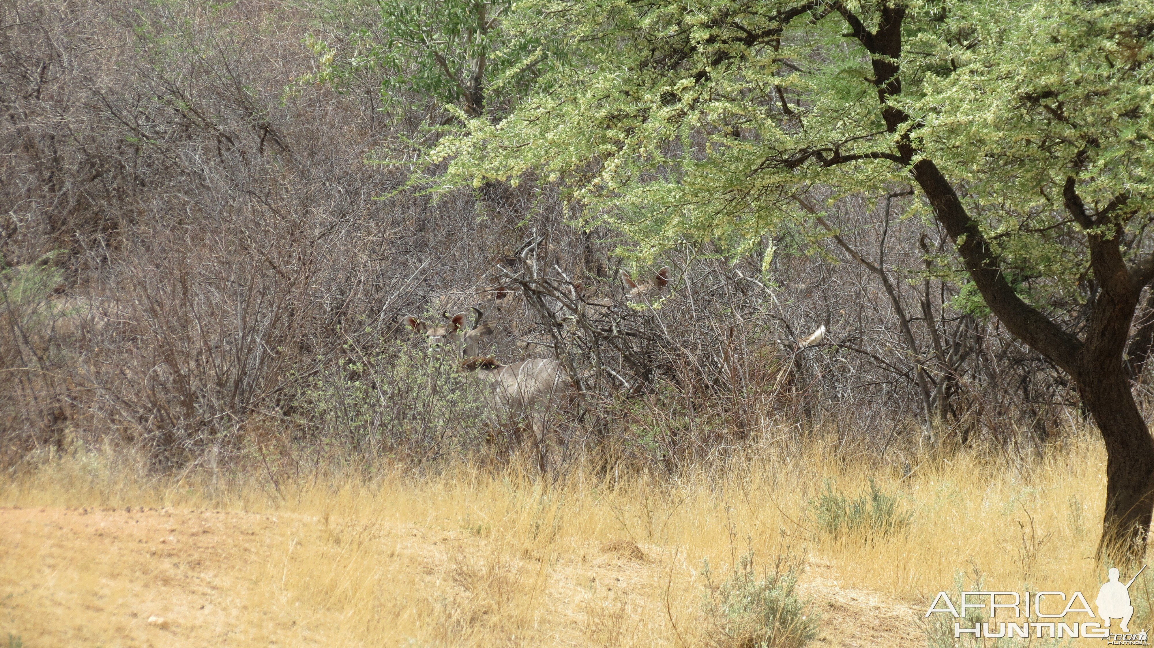 Kudu Namibia