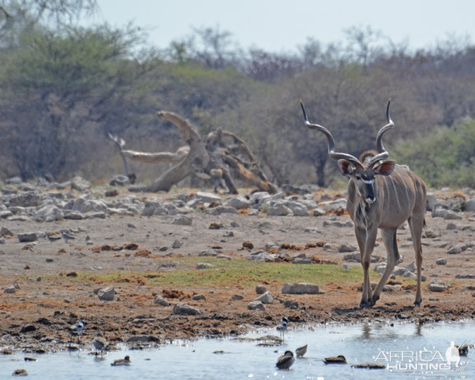 Kudu Namibia