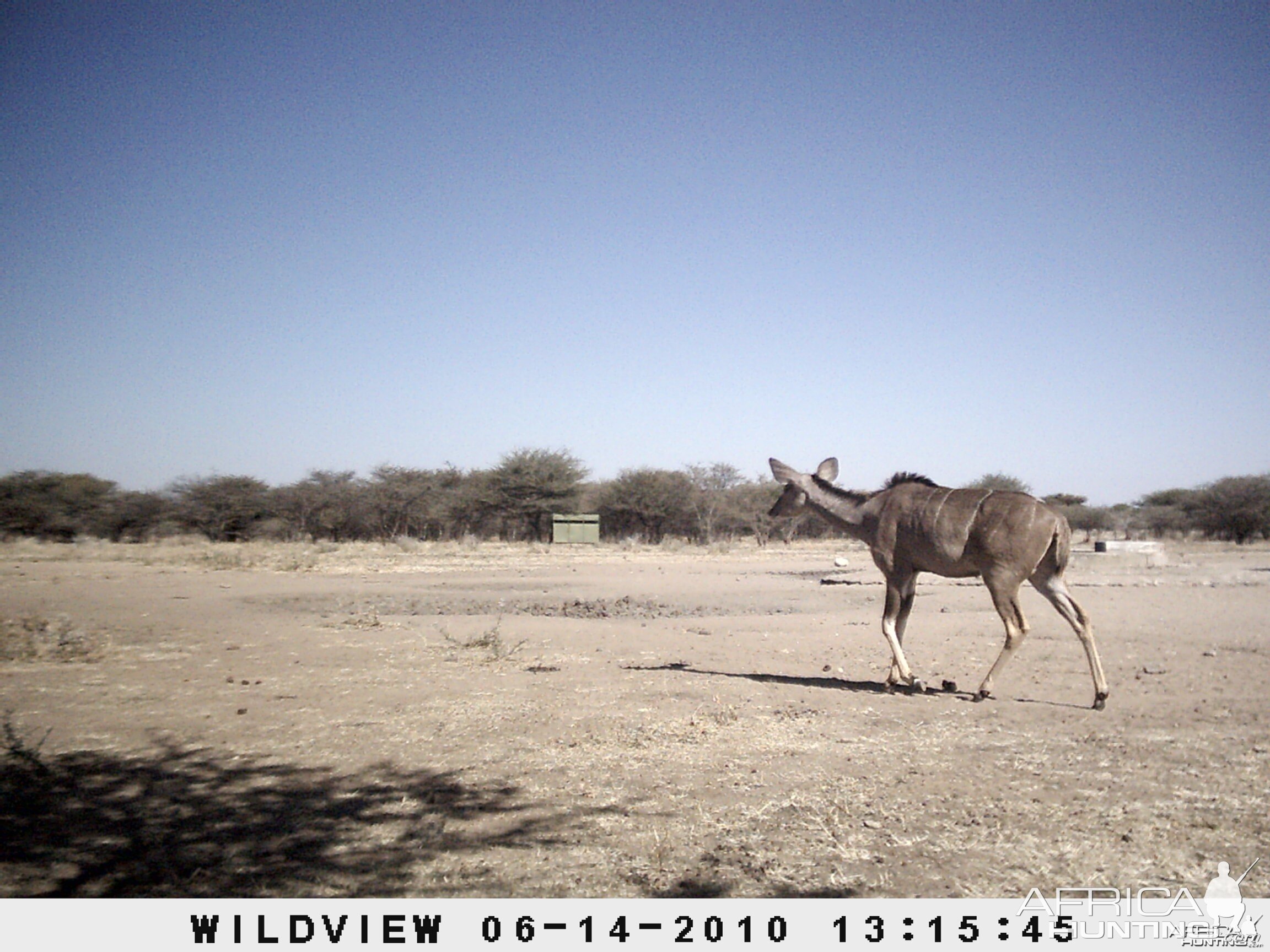 Kudu, Namibia