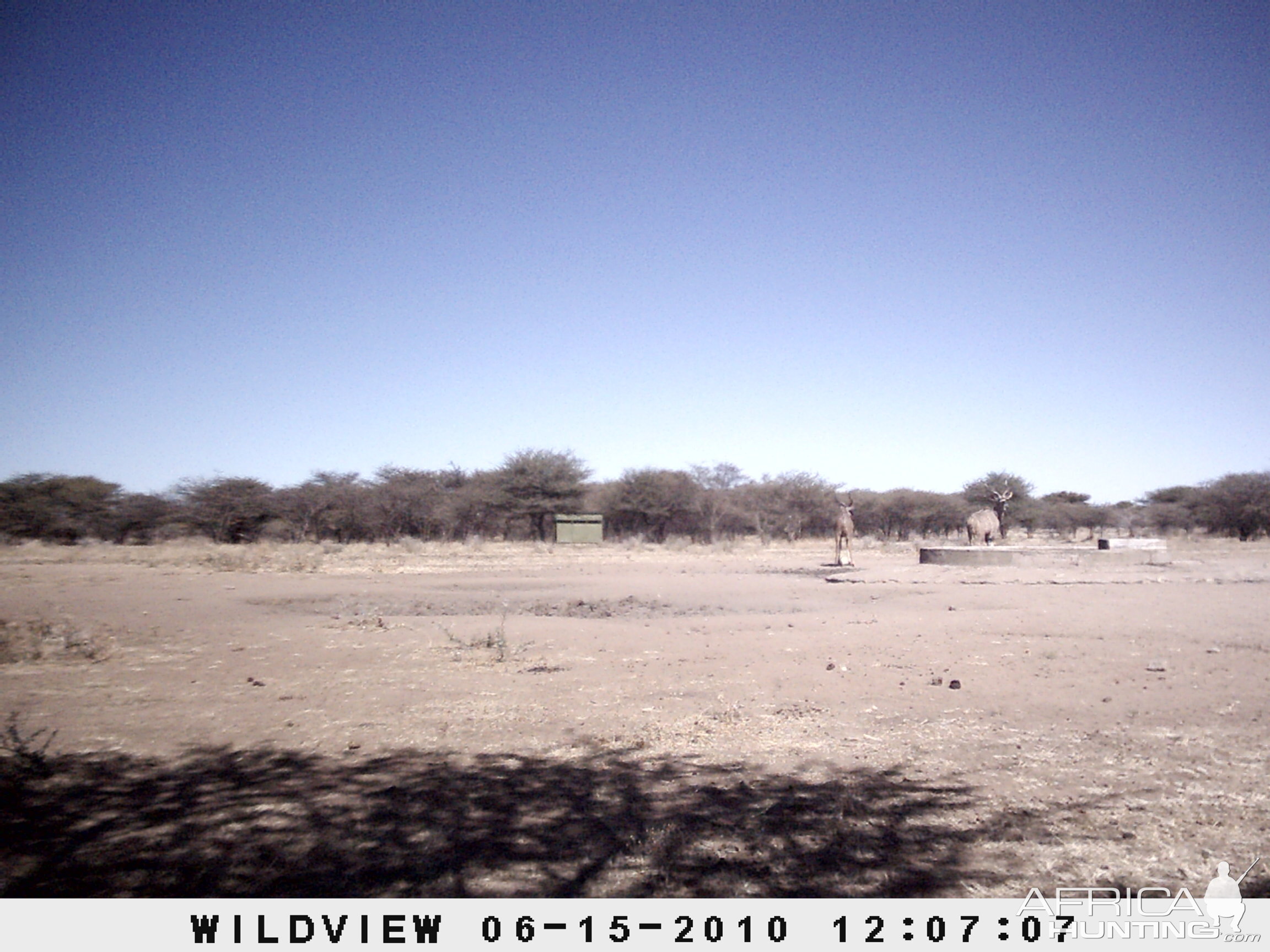 Kudu, Namibia