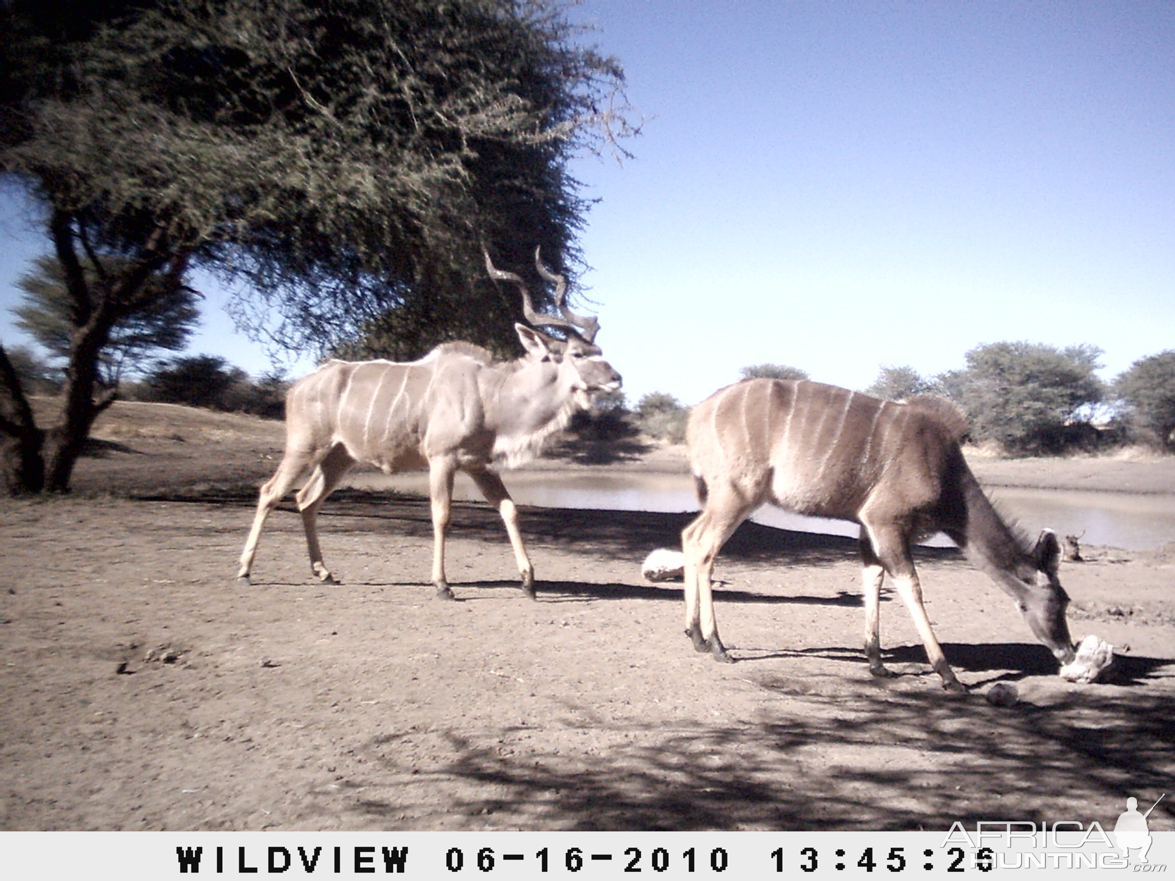 Kudu, Namibia