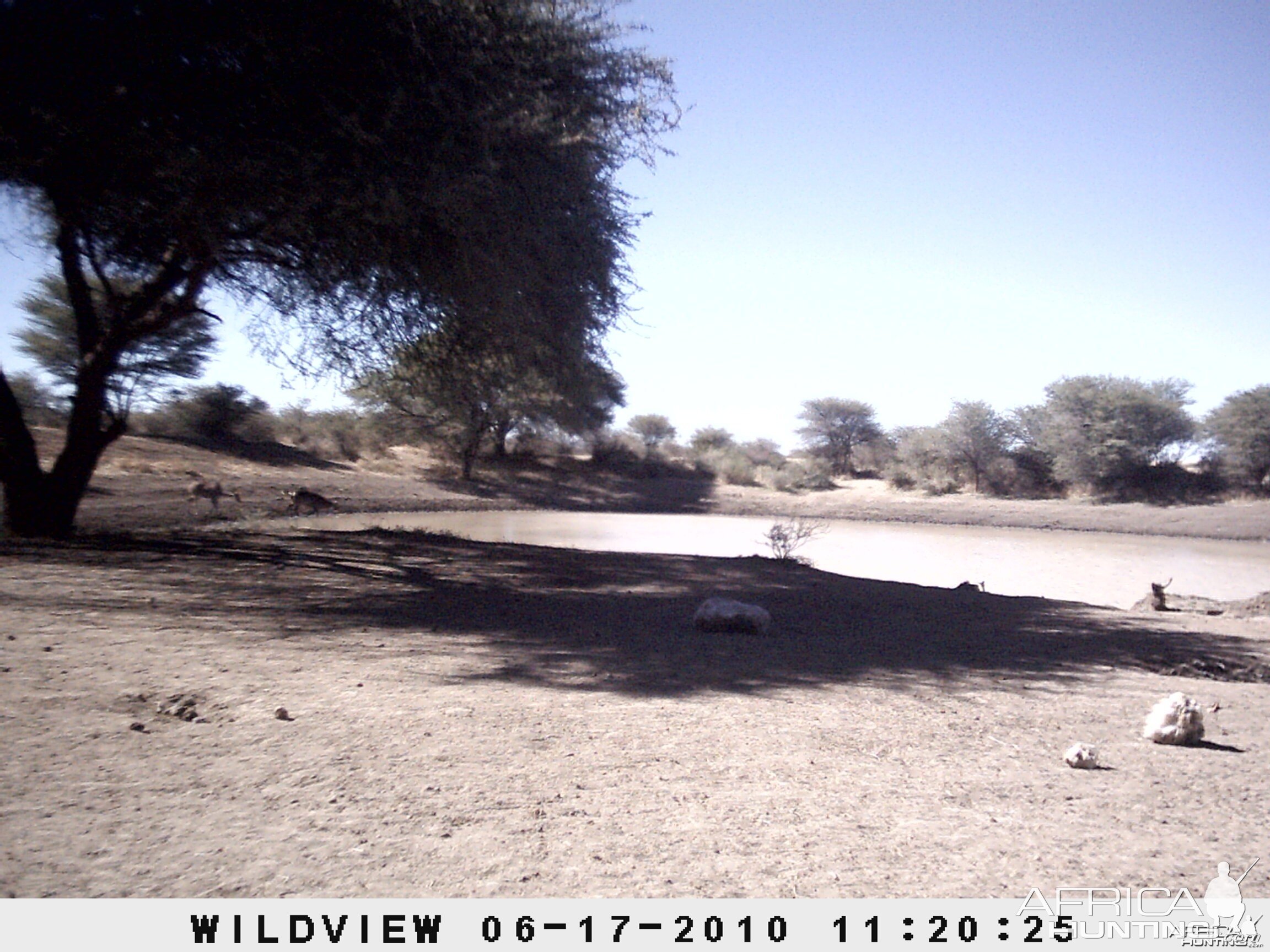 Kudu, Namibia