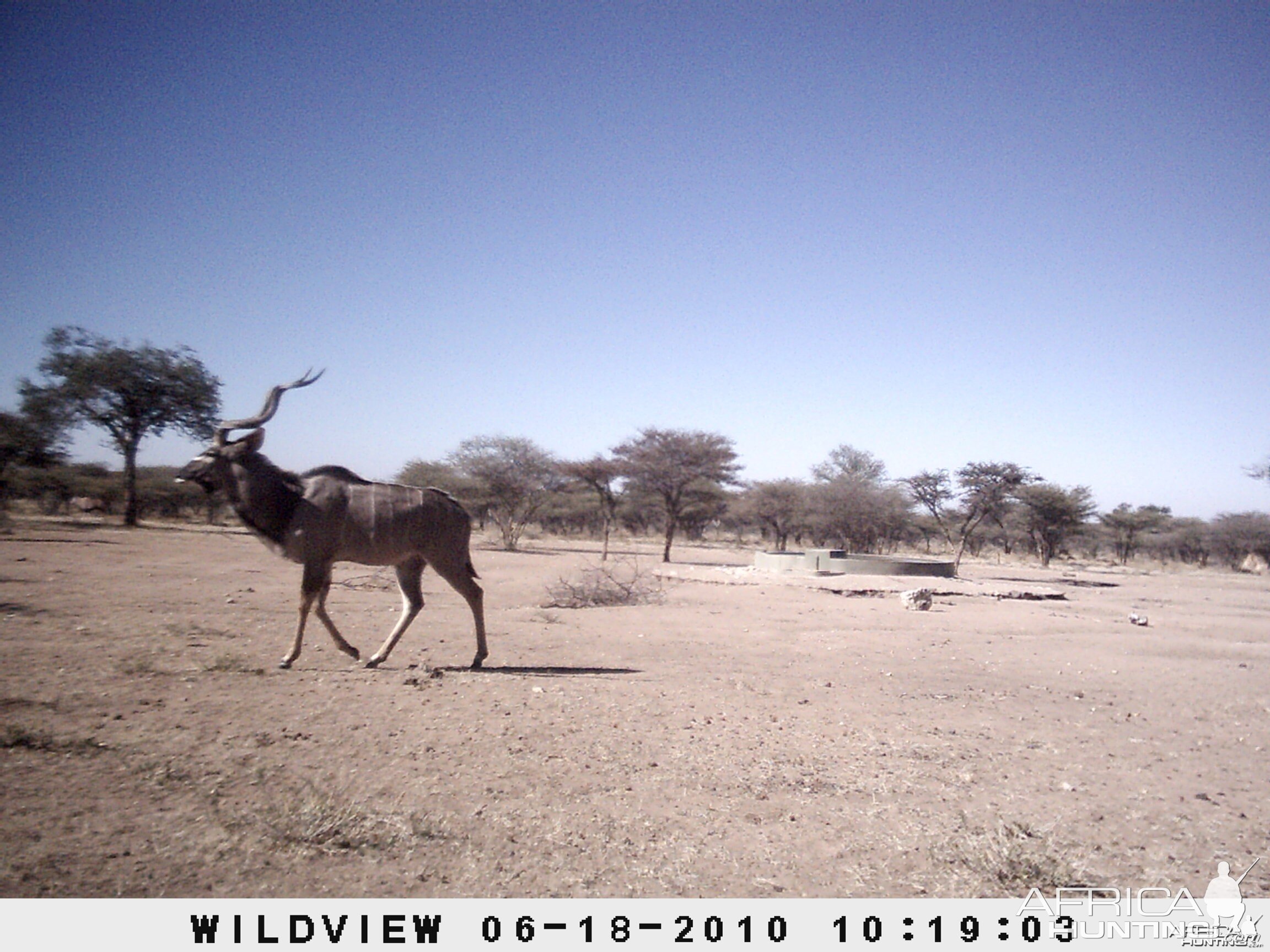 Kudu, Namibia