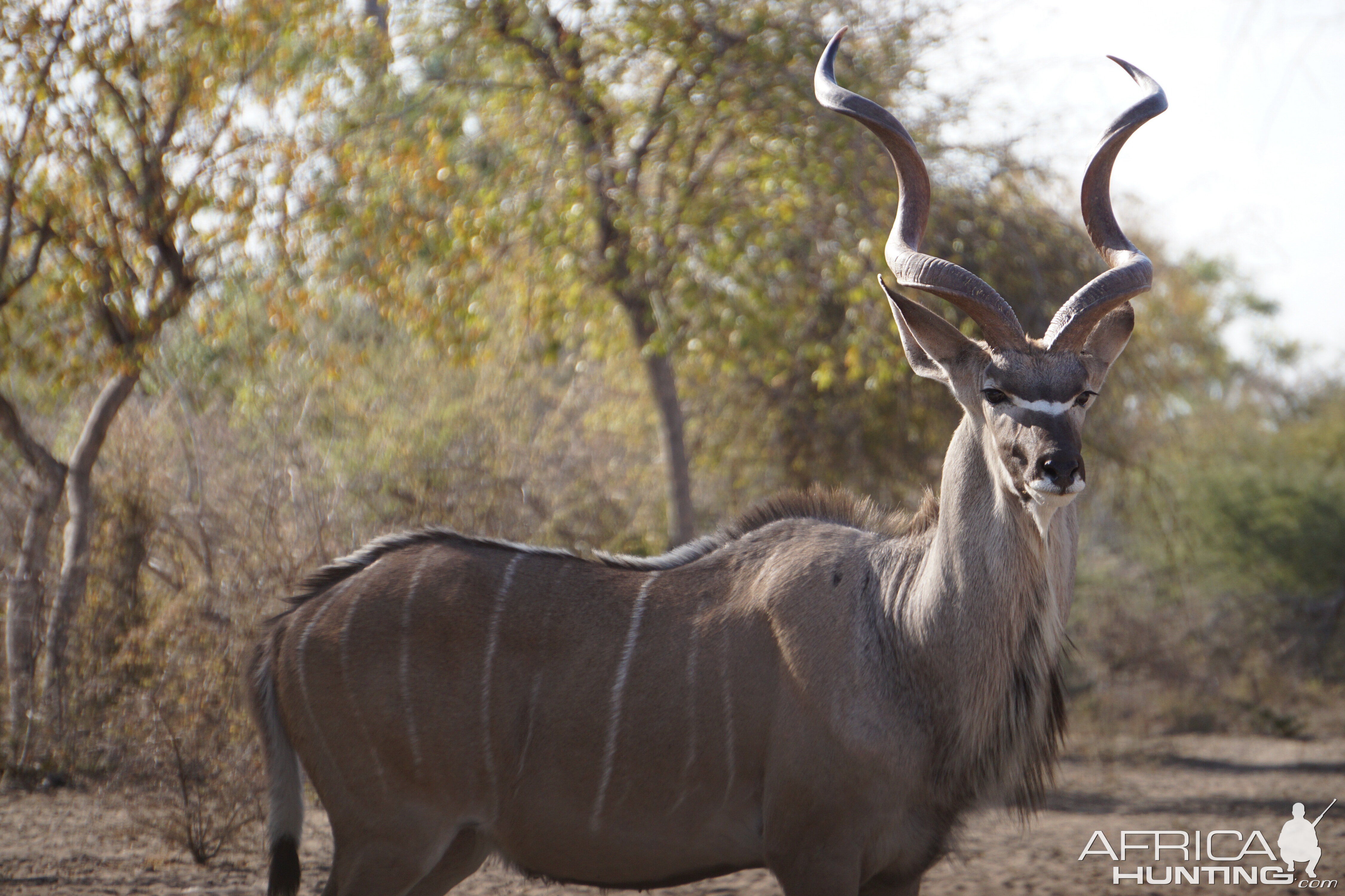 Kudu Namibia