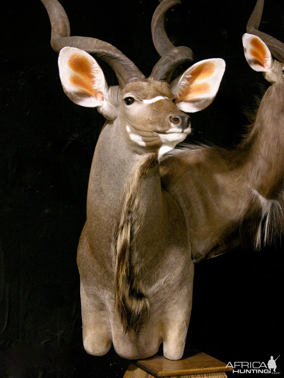 Kudu / Nyala Double Pedestal Mount Taxidermy | AfricaHunting.com