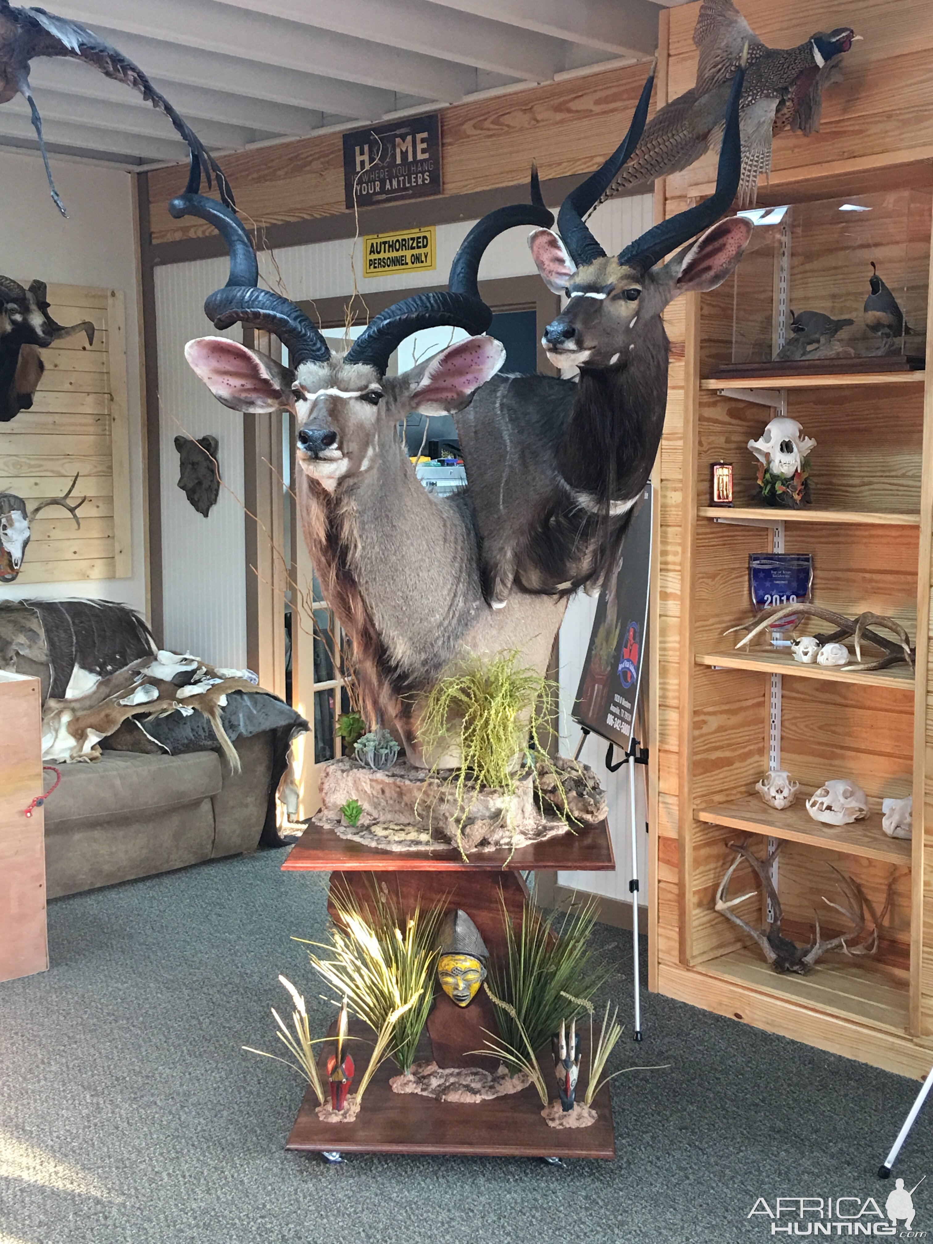 Kudu & Nyala Double Pedestal Mount Taxidermy