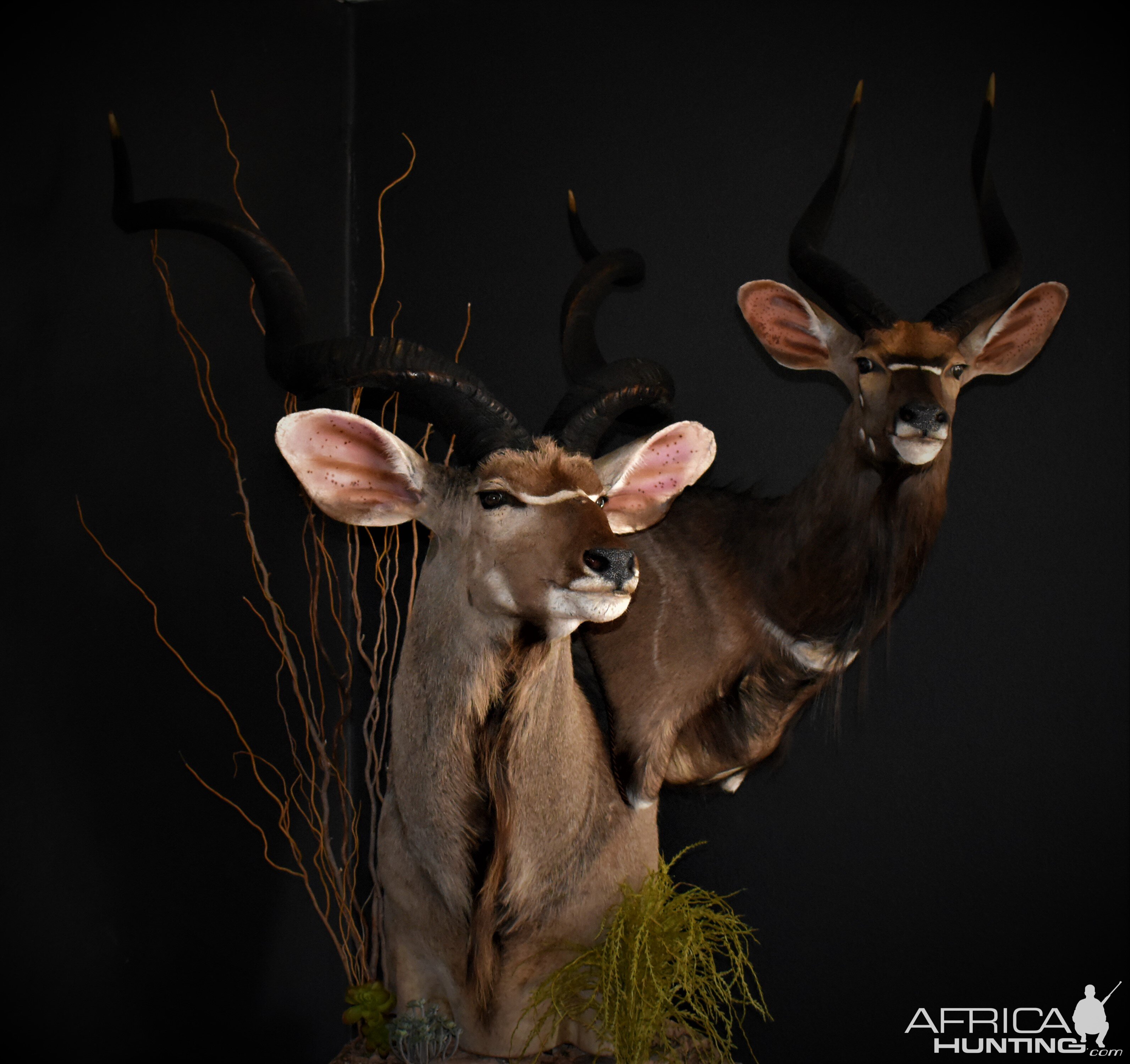 Kudu & Nyala Shoulder Mount Double Stack Pedestal Taxidermy 