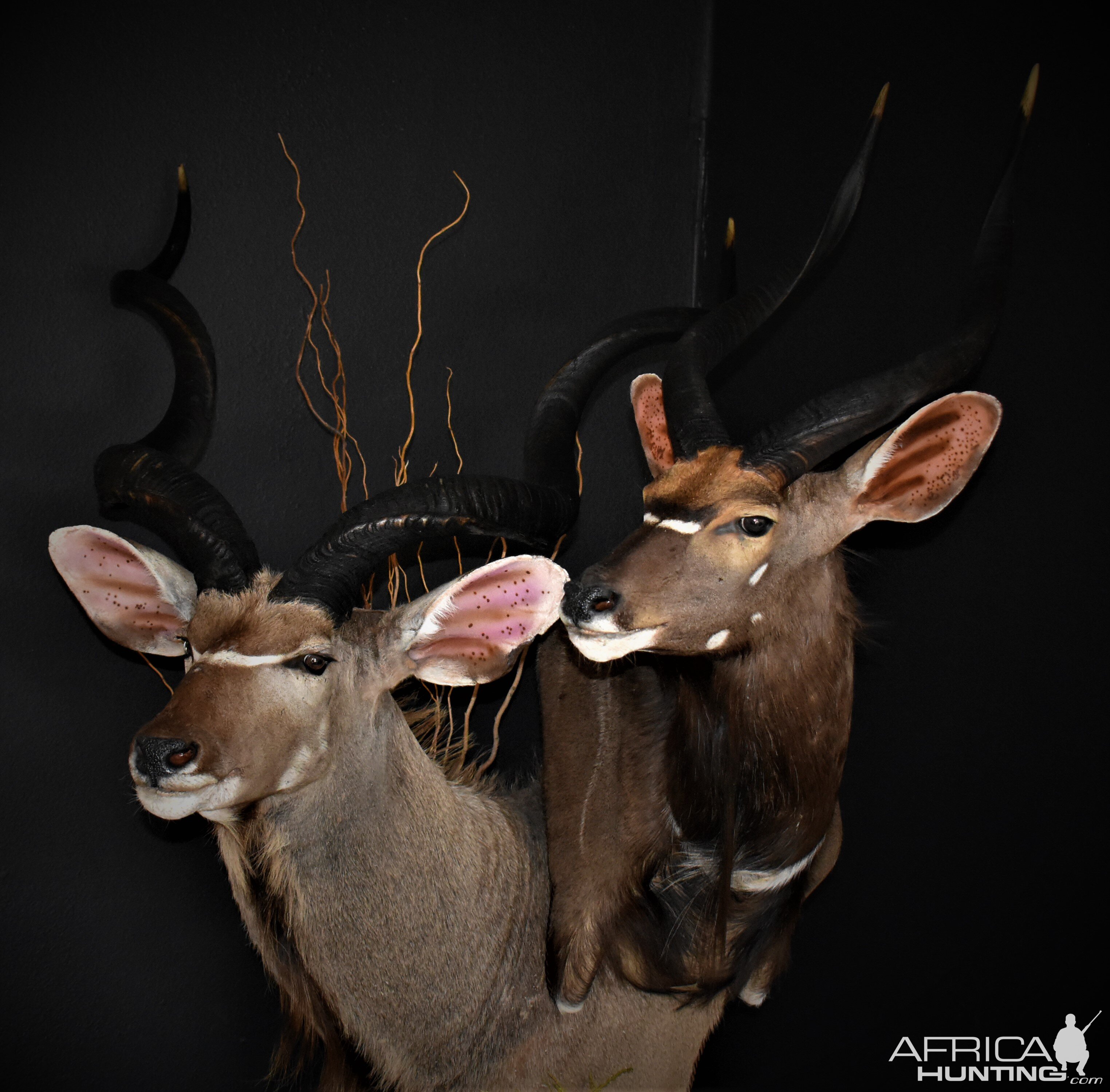 Kudu & Nyala Shoulder Mount Double Stack Pedestal Taxidermy