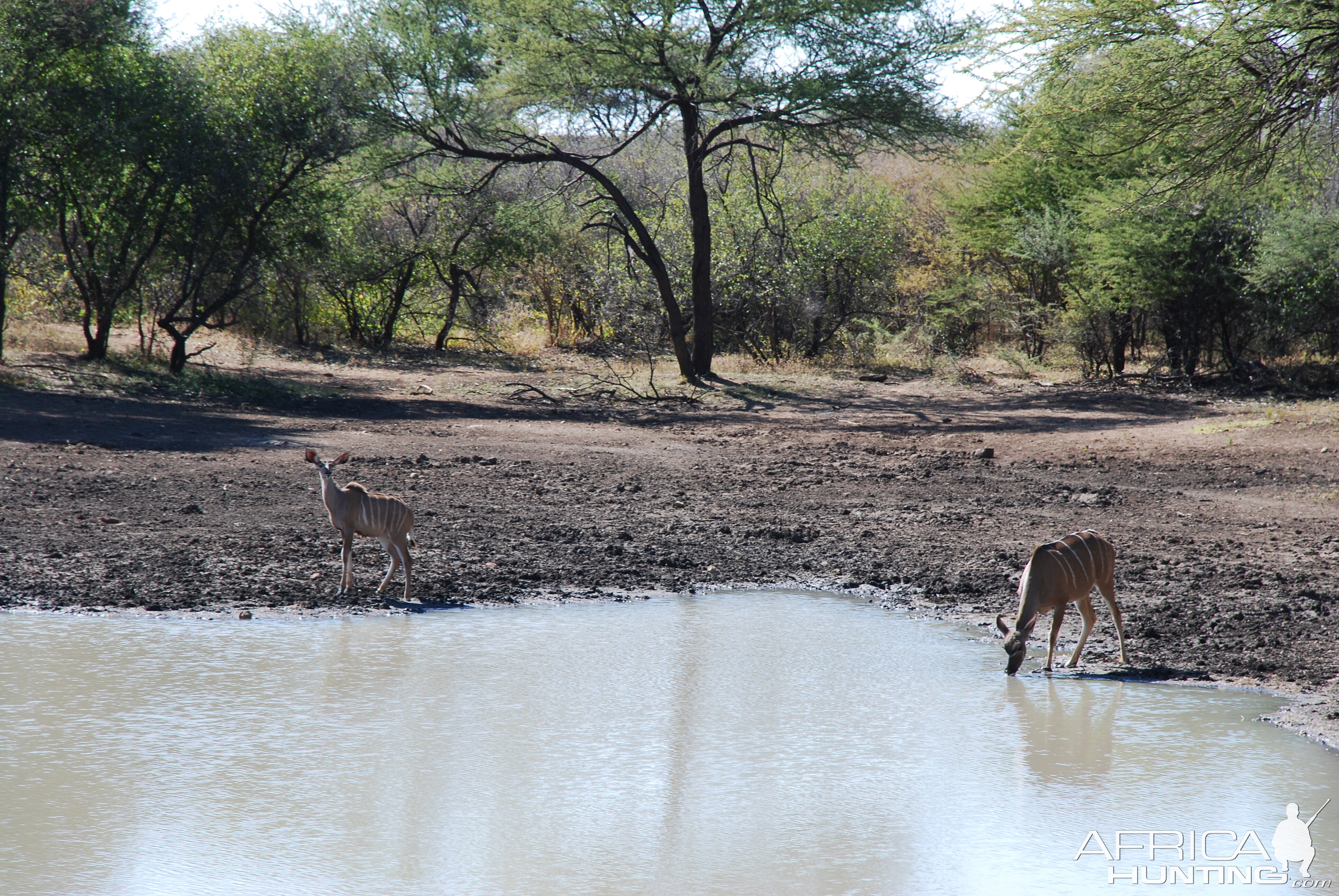 Kudu Ozondjahe Hunting Safaris, Namibia