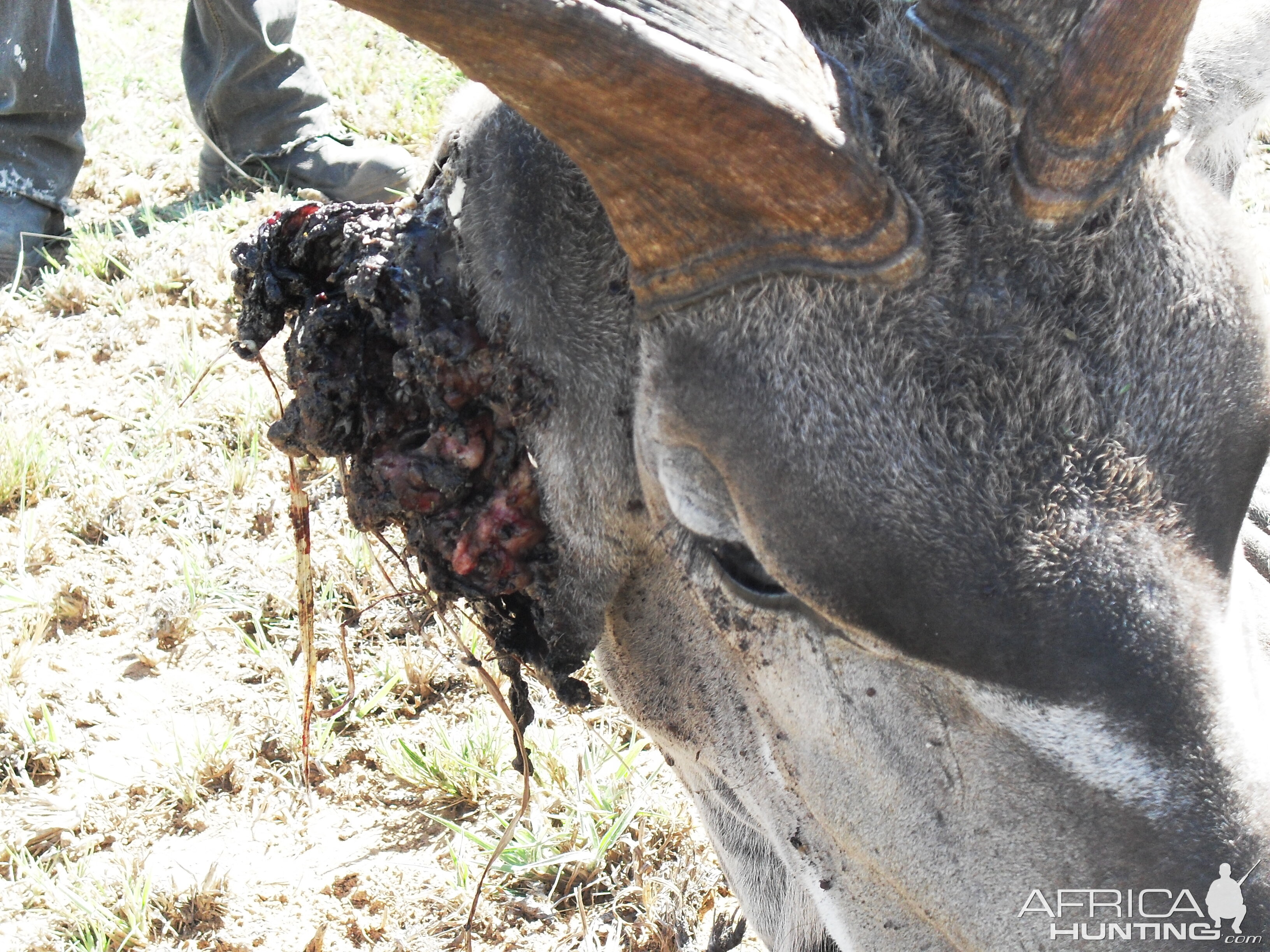 Kudu Parasites 2