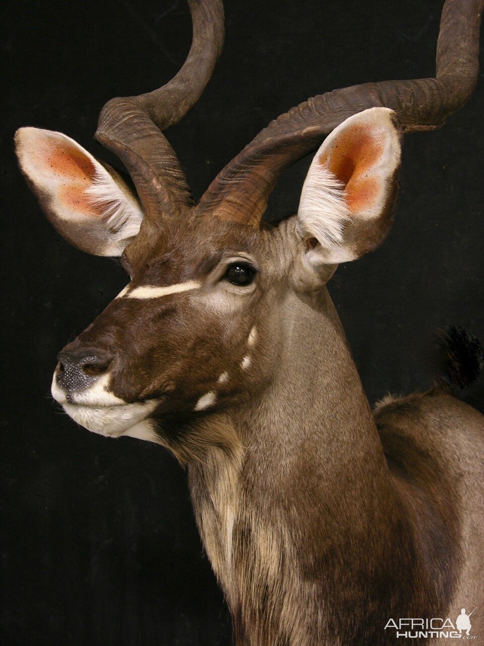 Kudu Pedestal Mount Taxidermy