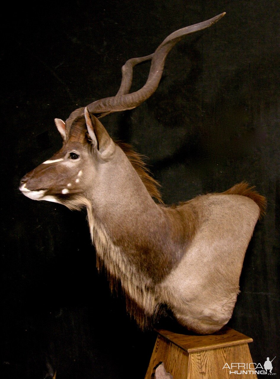 Kudu Pedestal Mount Taxidermy