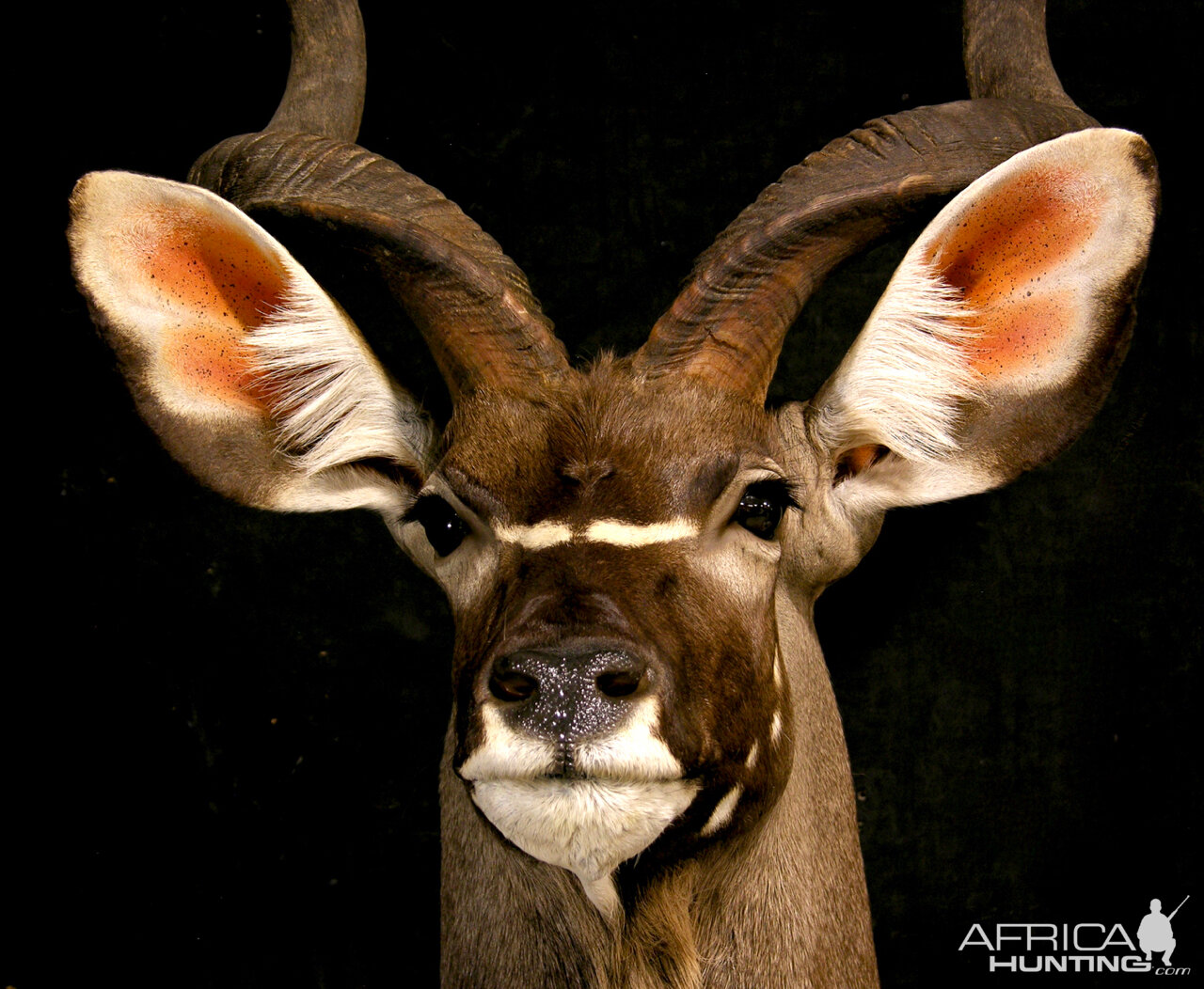 Kudu Pedestal Mount Taxidermy | AfricaHunting.com