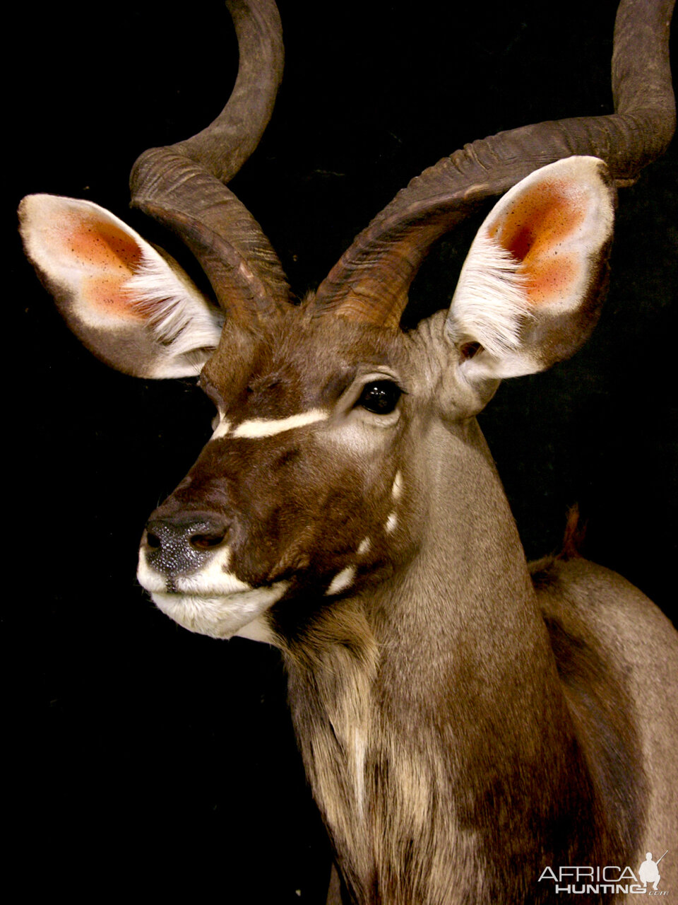 Kudu Pedestal Mount Taxidermy | AfricaHunting.com