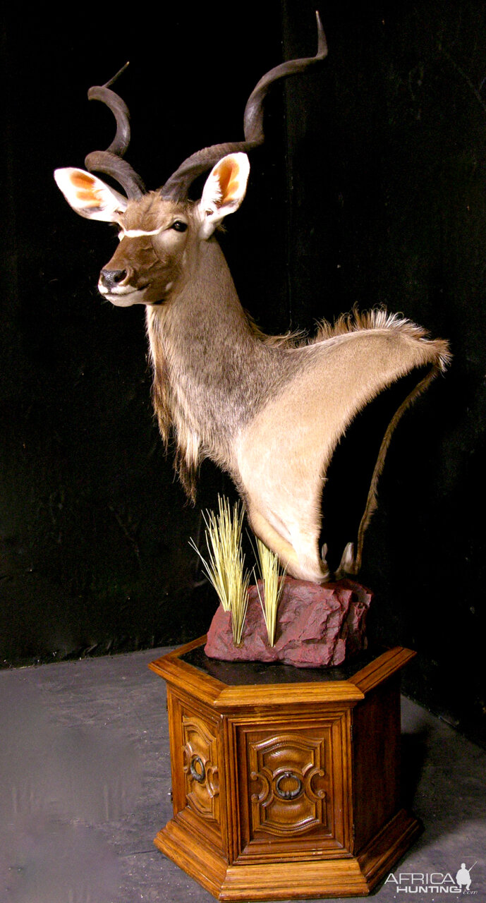 Kudu Pedestal Mount Taxidermy