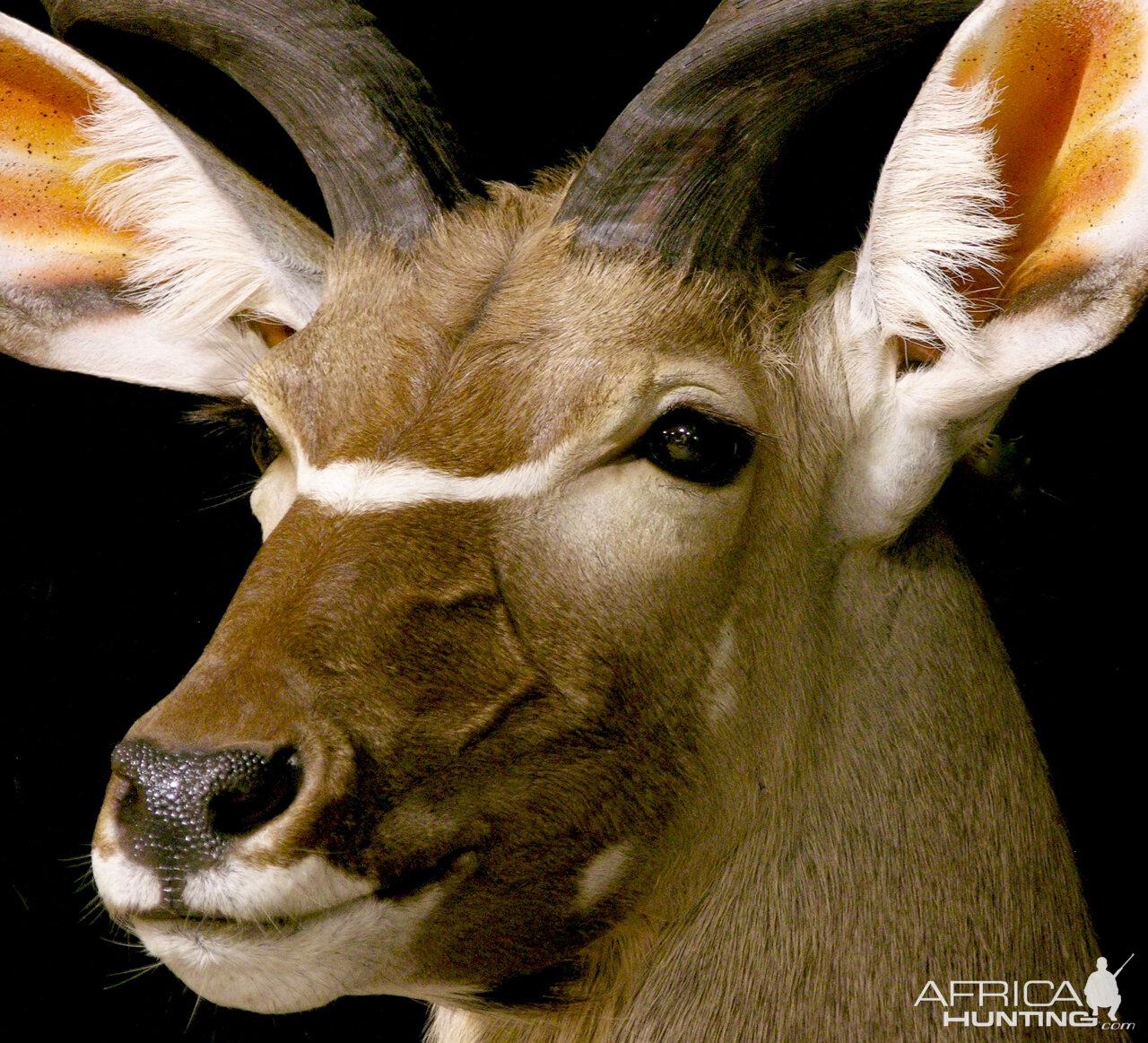 Kudu Pedestal Mount Taxidermy