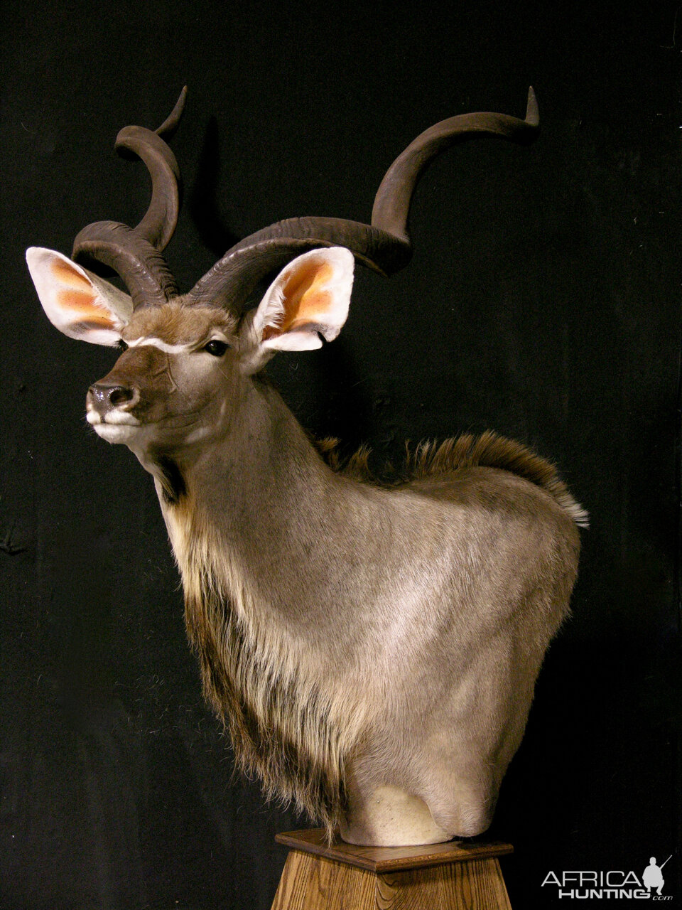 Kudu Pedestal Mount Taxidermy