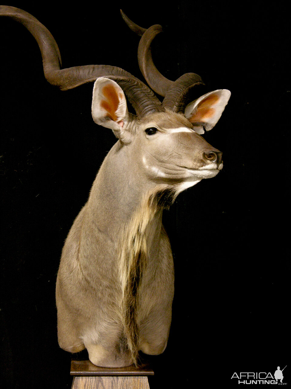 Kudu Pedestal Mount Taxidermy