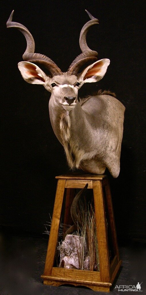 Kudu Pedestal Taxidermy